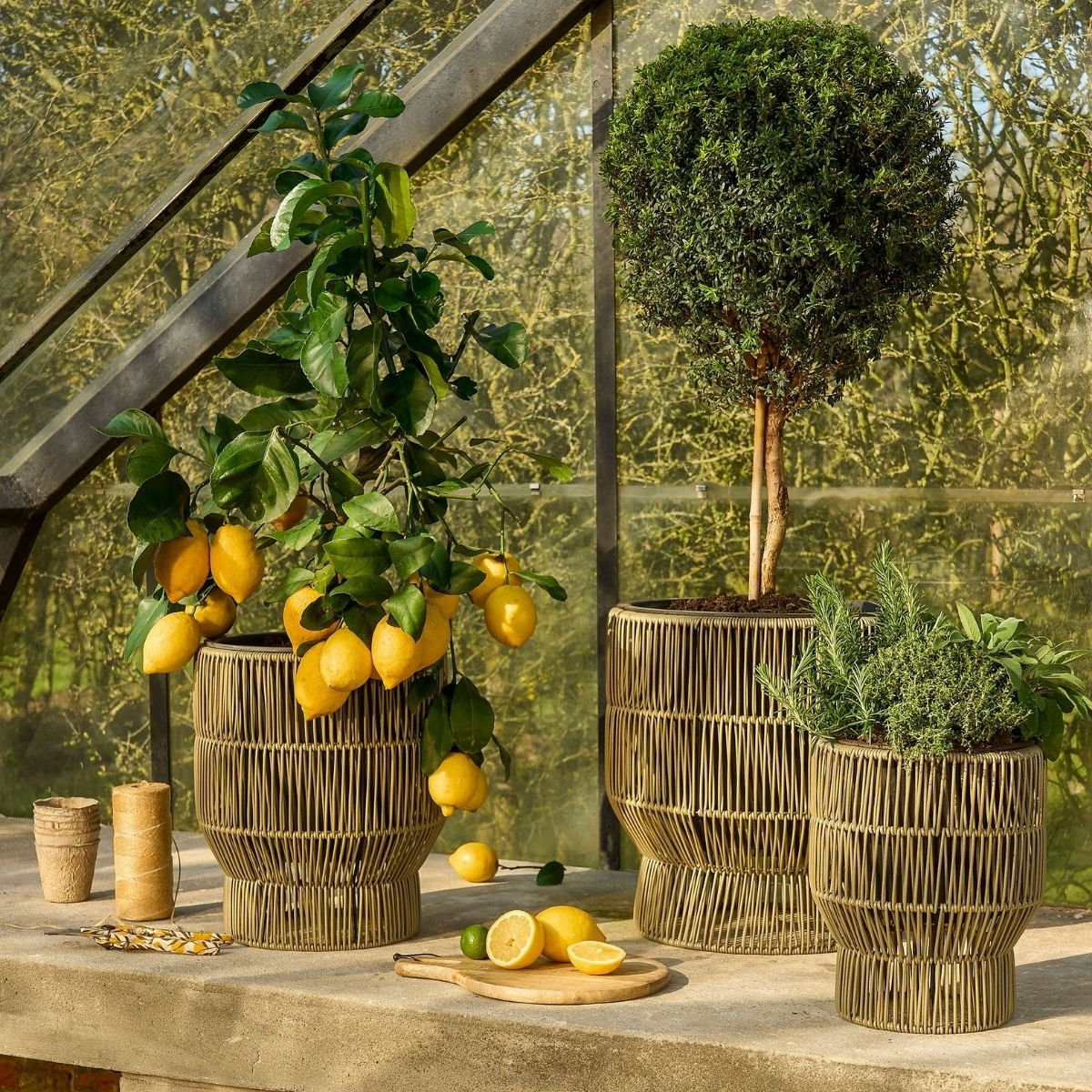 Trois pots beiges avec des plantes, dont un citronnier, un buisson rond et des herbes, reposent sur une table.