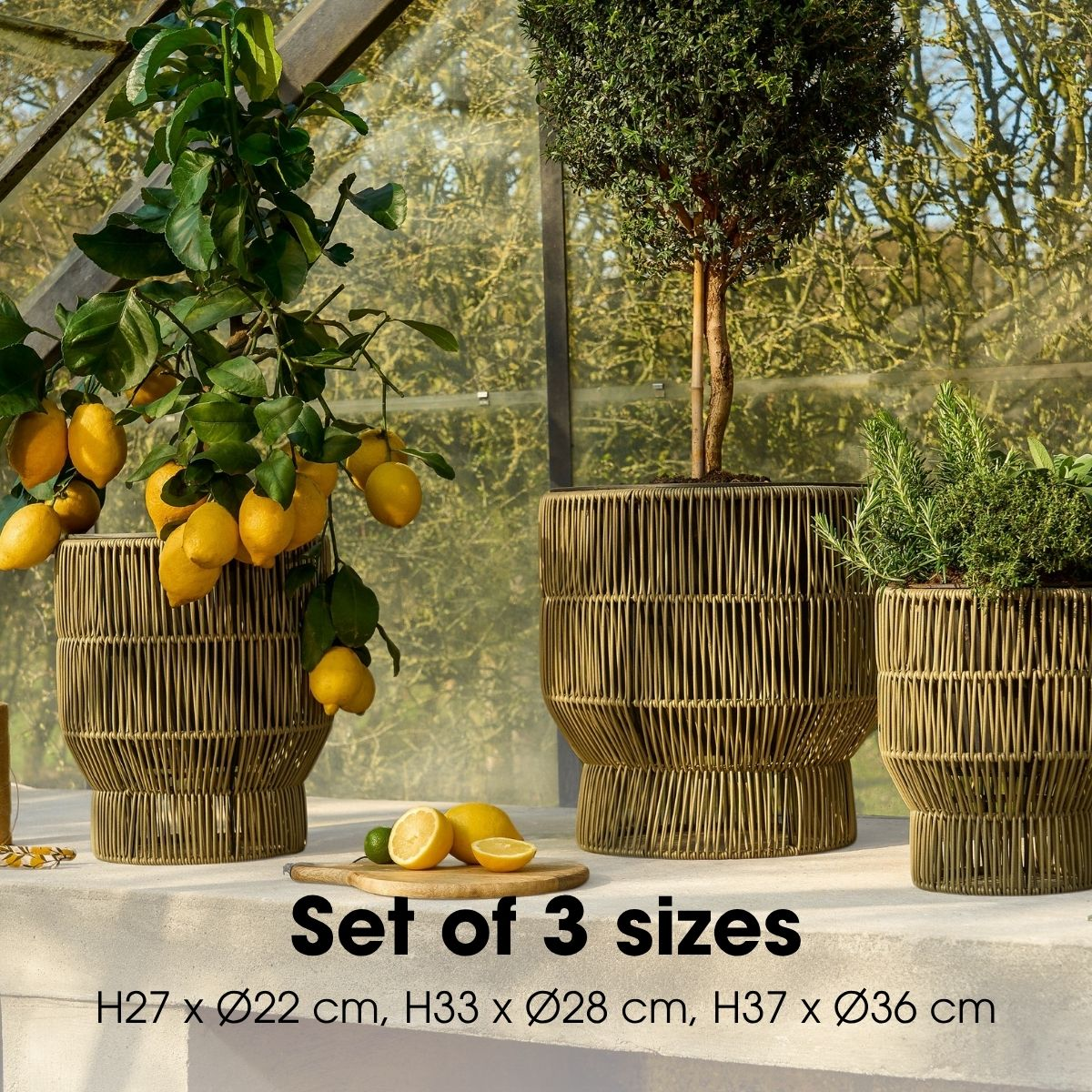 Trois pots en osier vert avec des plantes, dont un citronnier, sur une table devant une serre.