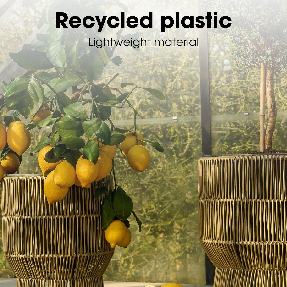 Deux jardinières tressées en plastique recyclé avec un citronnier et de la verdure sur fond de serre.