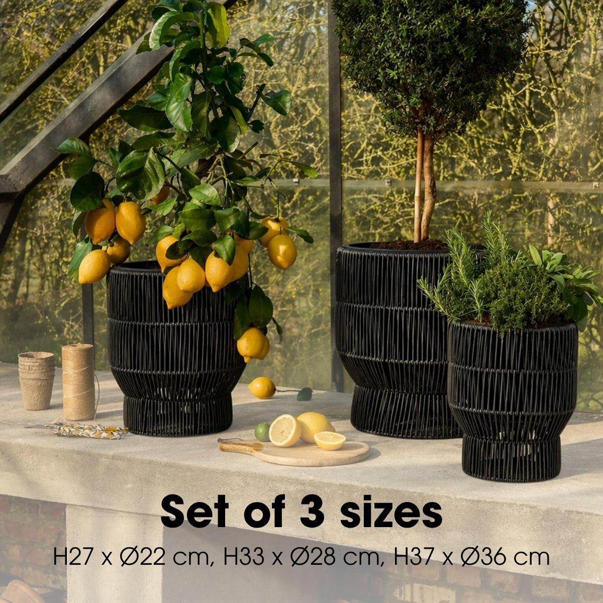 Trois pots noirs avec des plantes sur un banc en pierre, des citrons coupés et du texte avec des dimensions.