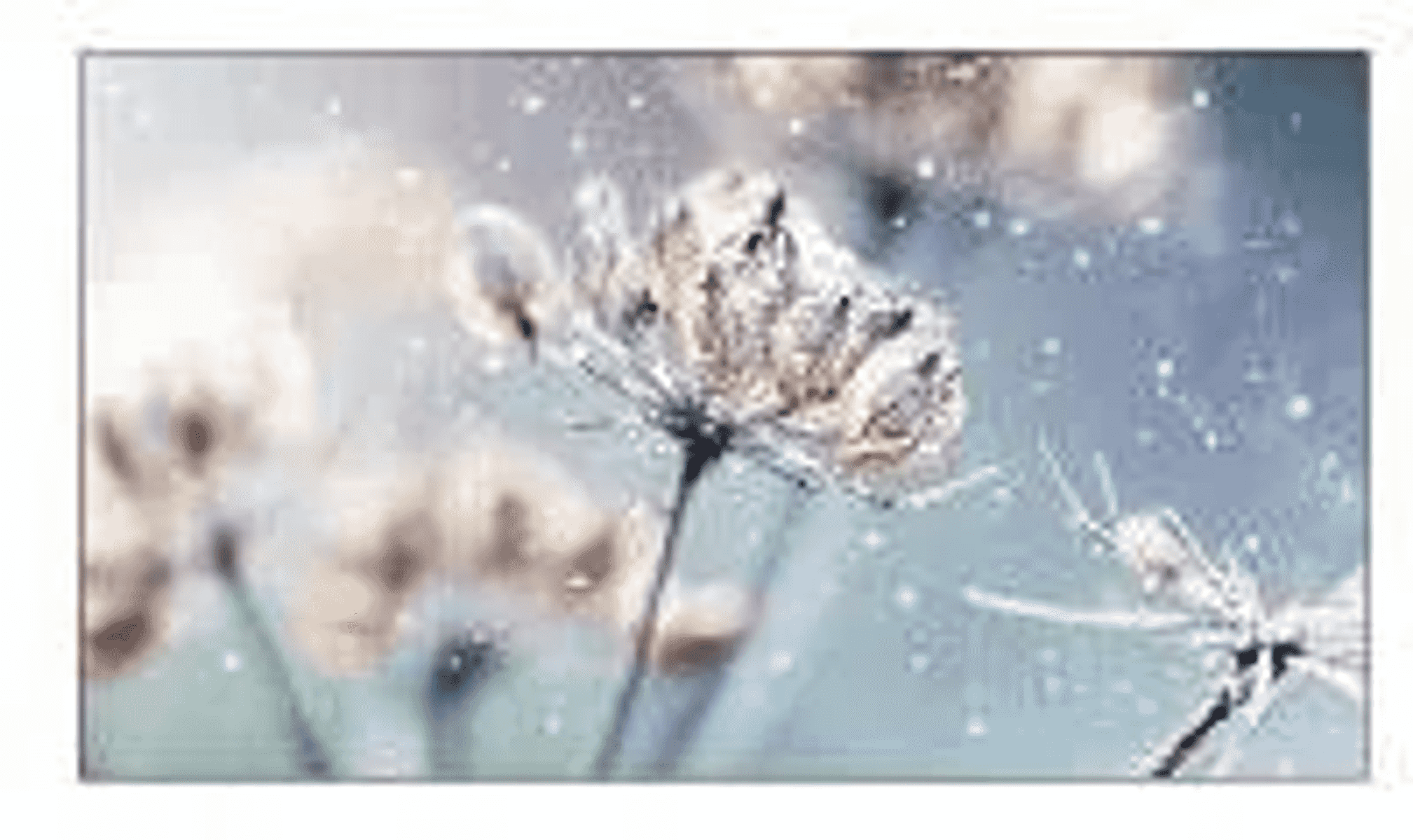 Primer plano de flores secas en invierno con un ambiente escarchado, nevado y helado.