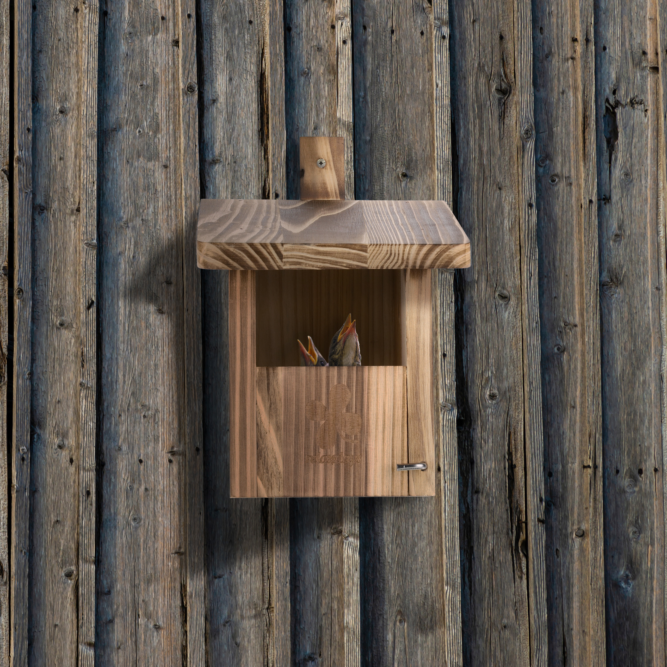 Ein hölzernes Vogelhaus mit jungen Vögeln innen hängt an einer Holzlattenwand.