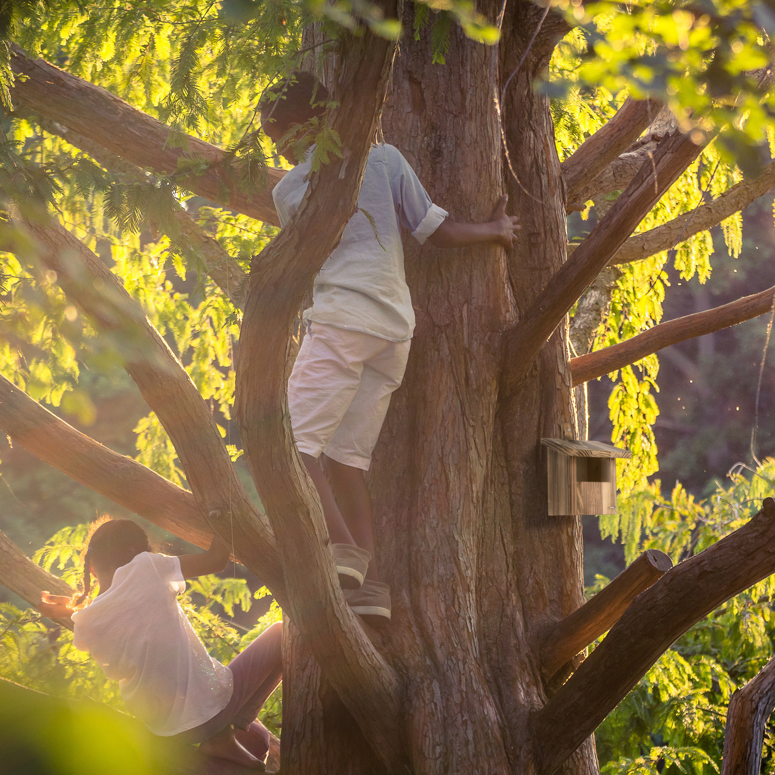 Zwei Kinder klettern auf einen großen Baum im warmen Sonnenlicht, im Hintergrund hängt ein kleiner Nistkasten.