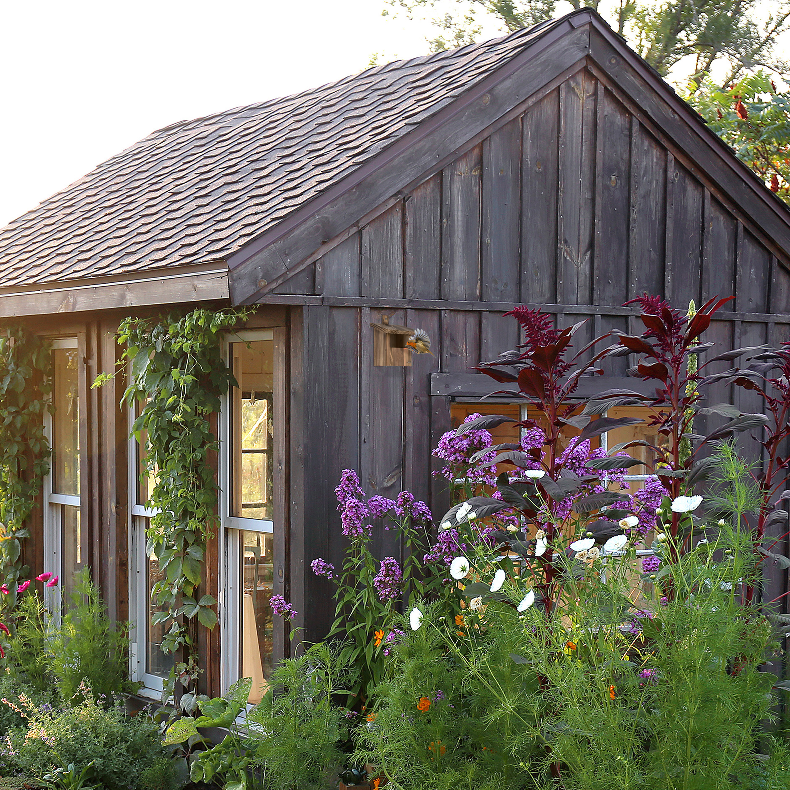 Dunkelbraune Holzhütte umgeben von grünen Kletterpflanzen und bunten Blumen im Garten.