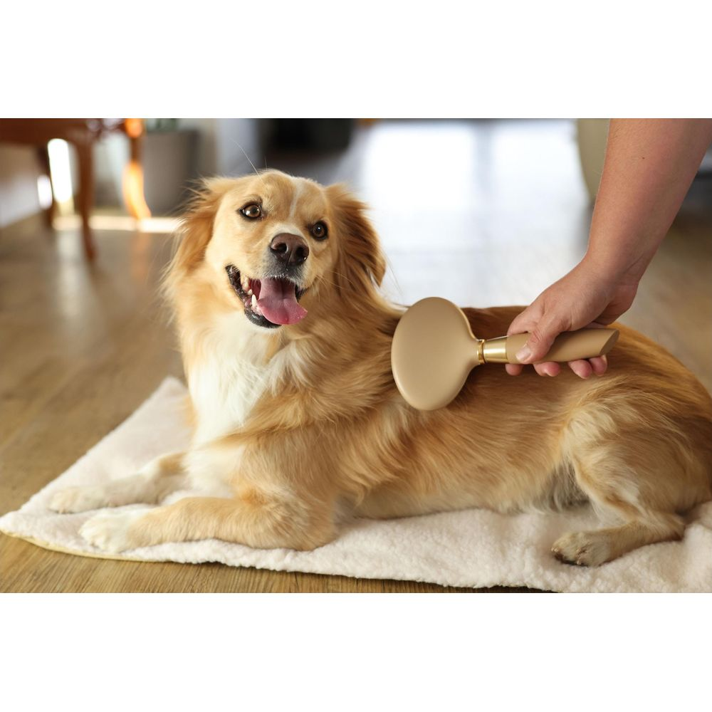 Eine Person bürstet einen glücklichen goldenen Hund auf einer weißen Decke.