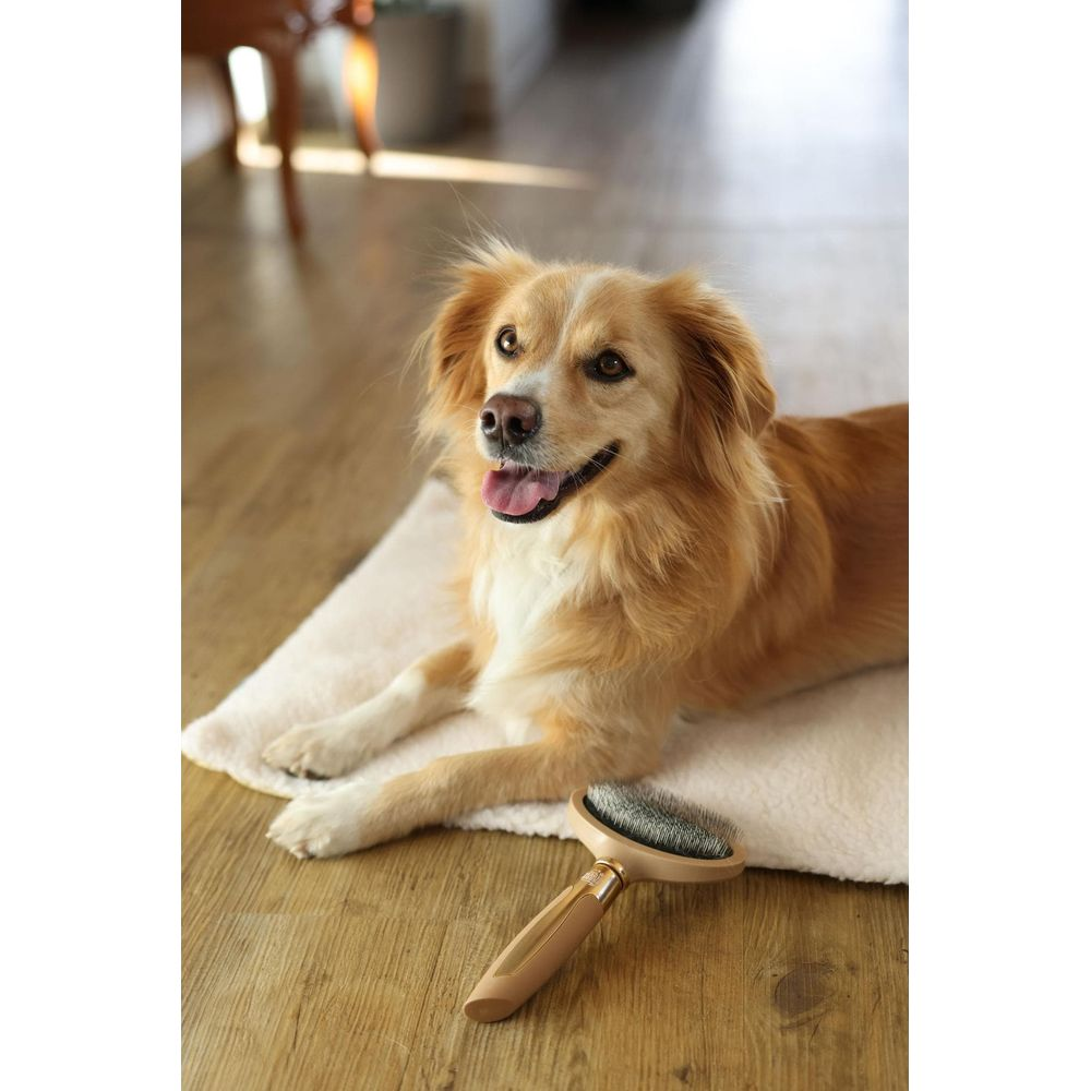 Ein goldener Hund liegt auf einer Decke auf Holzboden, davor eine Bürste.