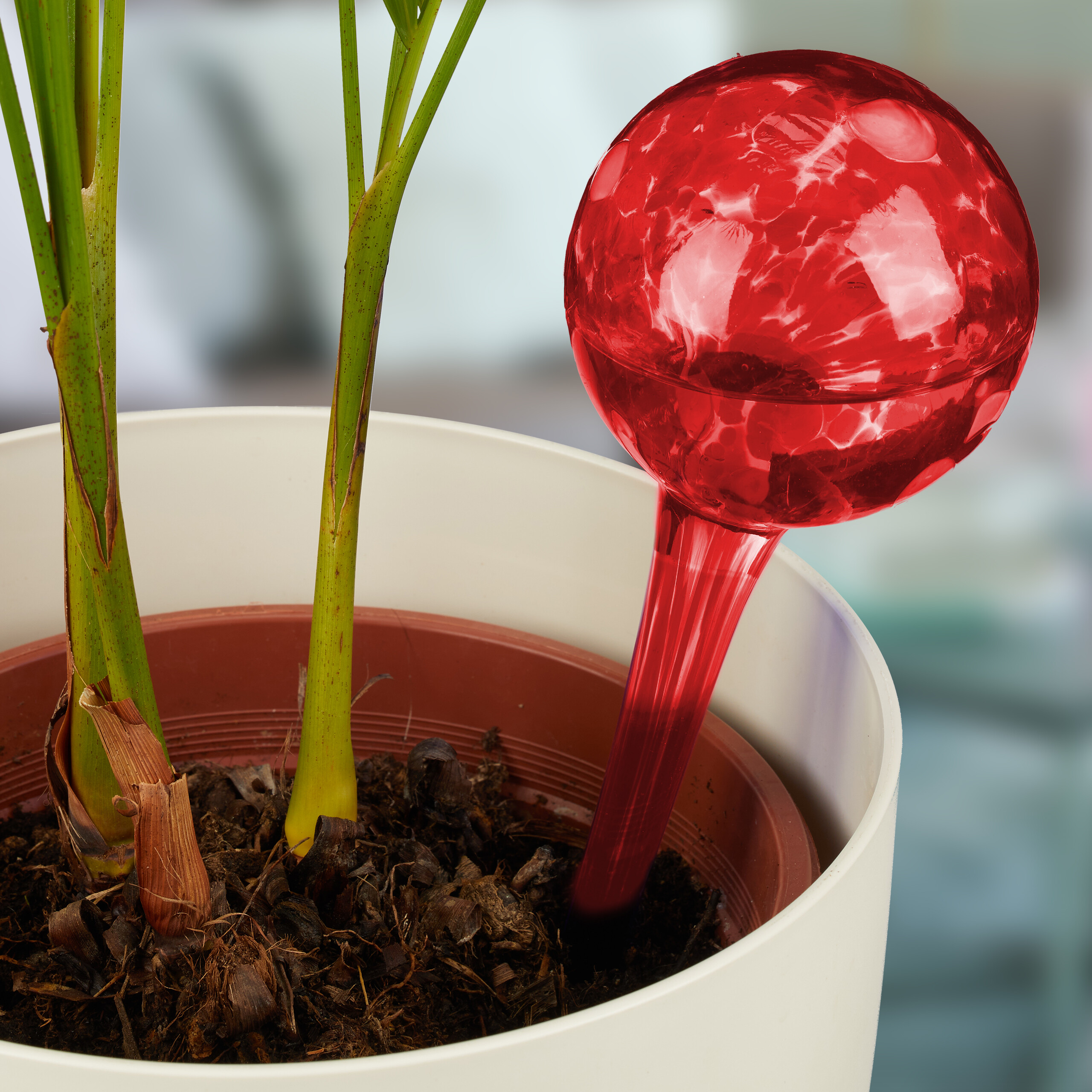 Eine rote Bewässerungskugel aus Glas steckt in der Erde einer Topfpflanze.