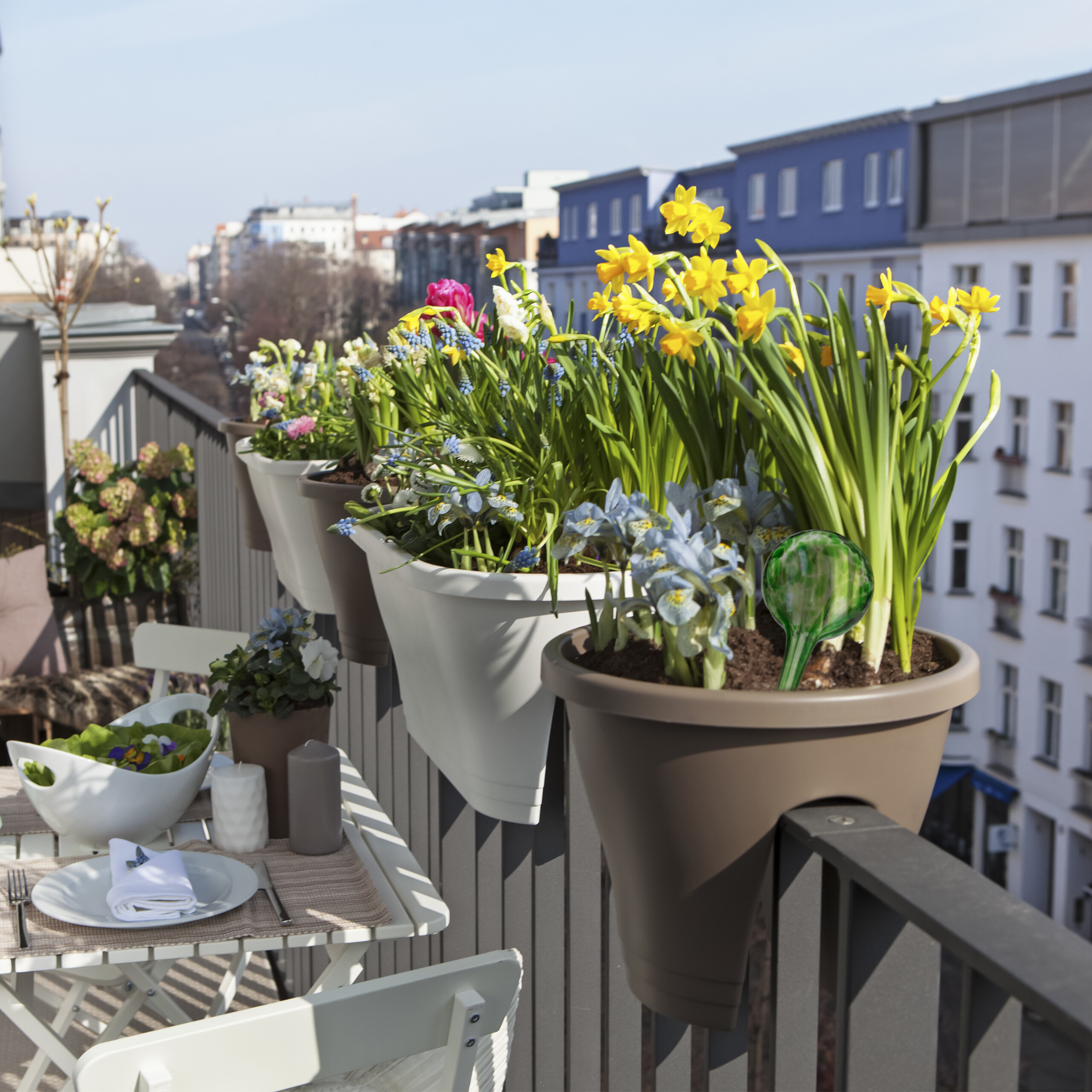 Balkon mit weißen und braunen Pflanzkübeln voller gelber Narzissen und blauer Blumen, im Hintergrund Stadtgebäude.