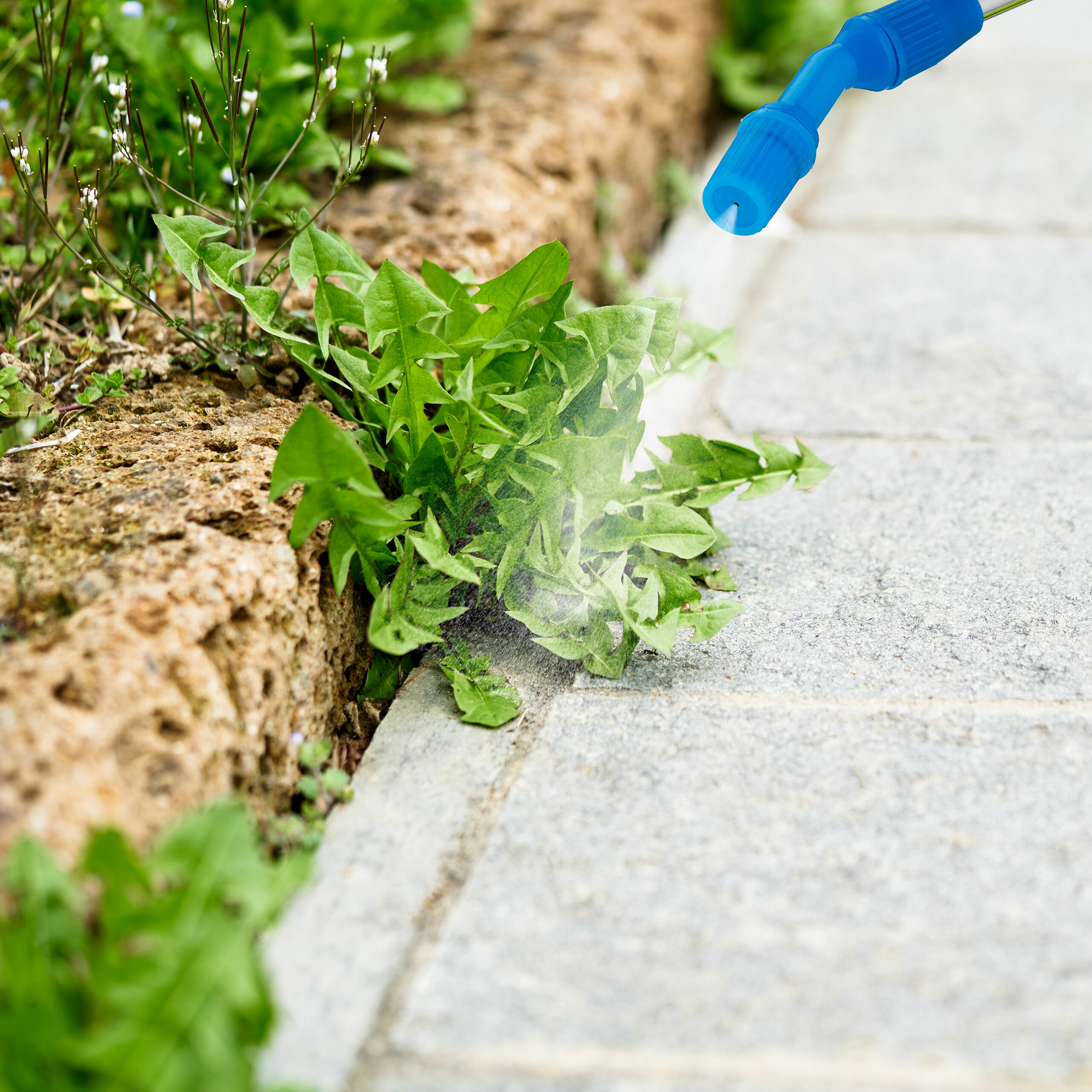 Blaue Sprühdüse besprüht grüne Unkrautpflanzen zwischen Steinplatten.