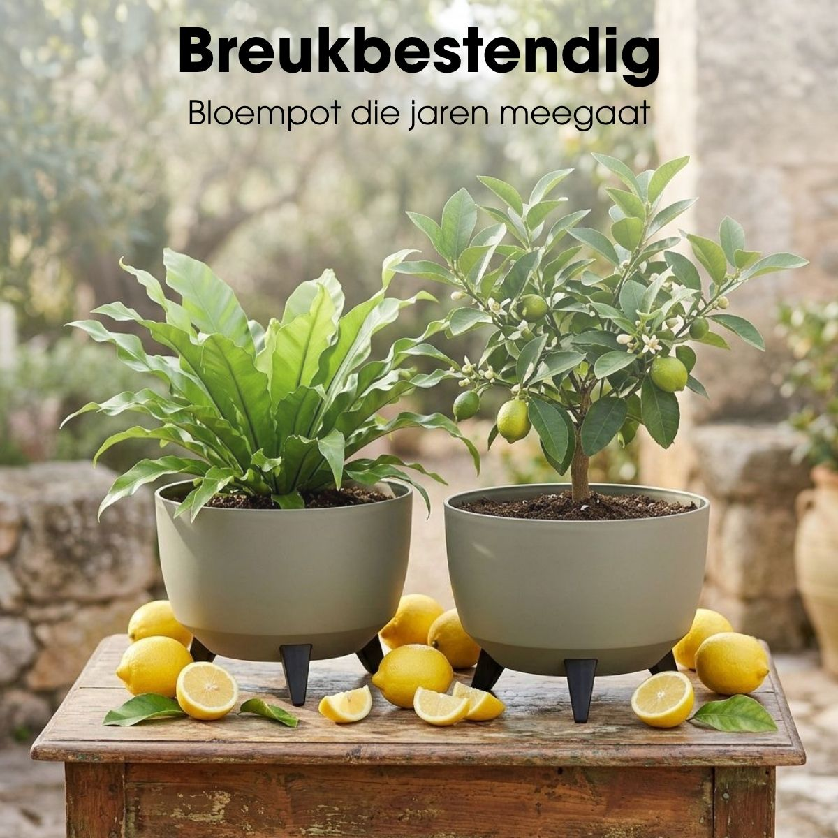 Deux plantes en pot, une fougère et un citronnier, reposent sur une table en bois entourés de citrons entiers et tranchés.