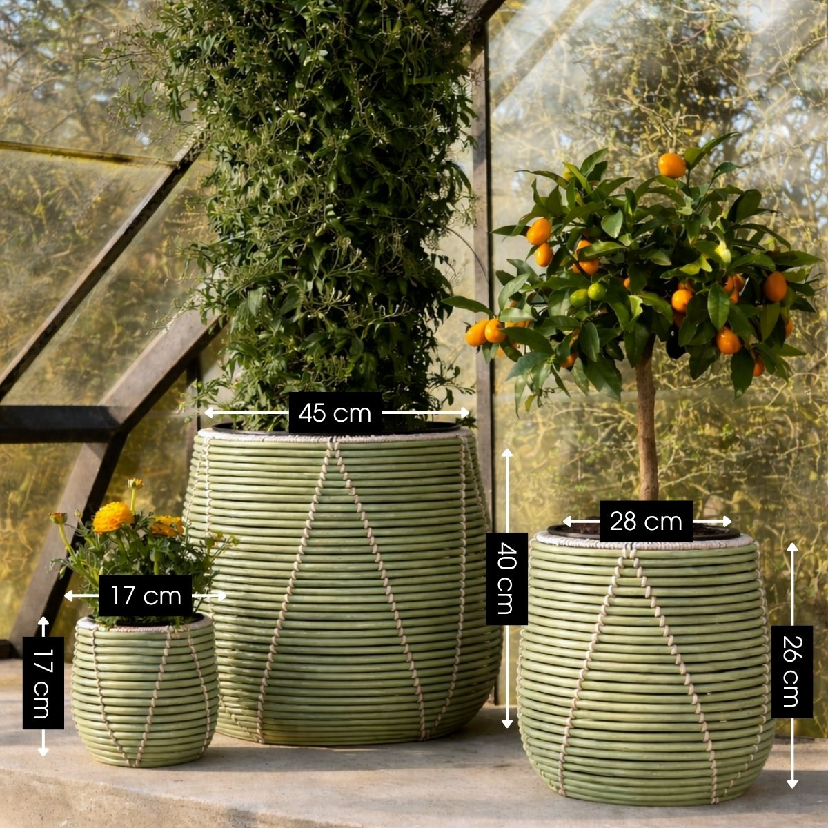 Trois pots en rotin vert avec des plantes dans une serre et des dimensions.