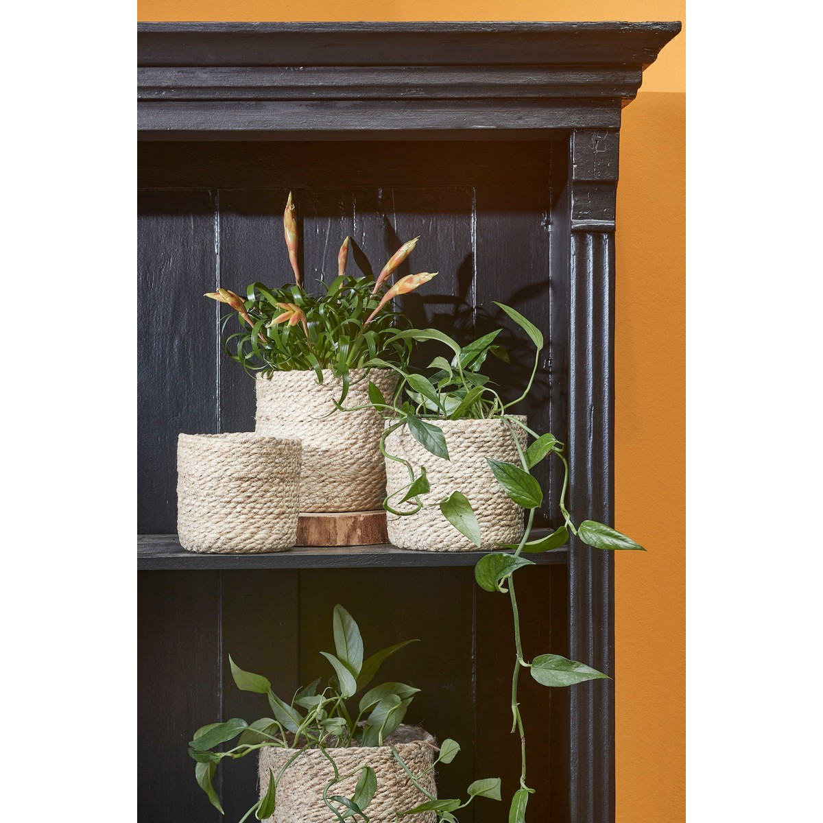 Plantes dans des paniers en jute tressés sur les étagères d'une bibliothèque noire sur fond jaune.