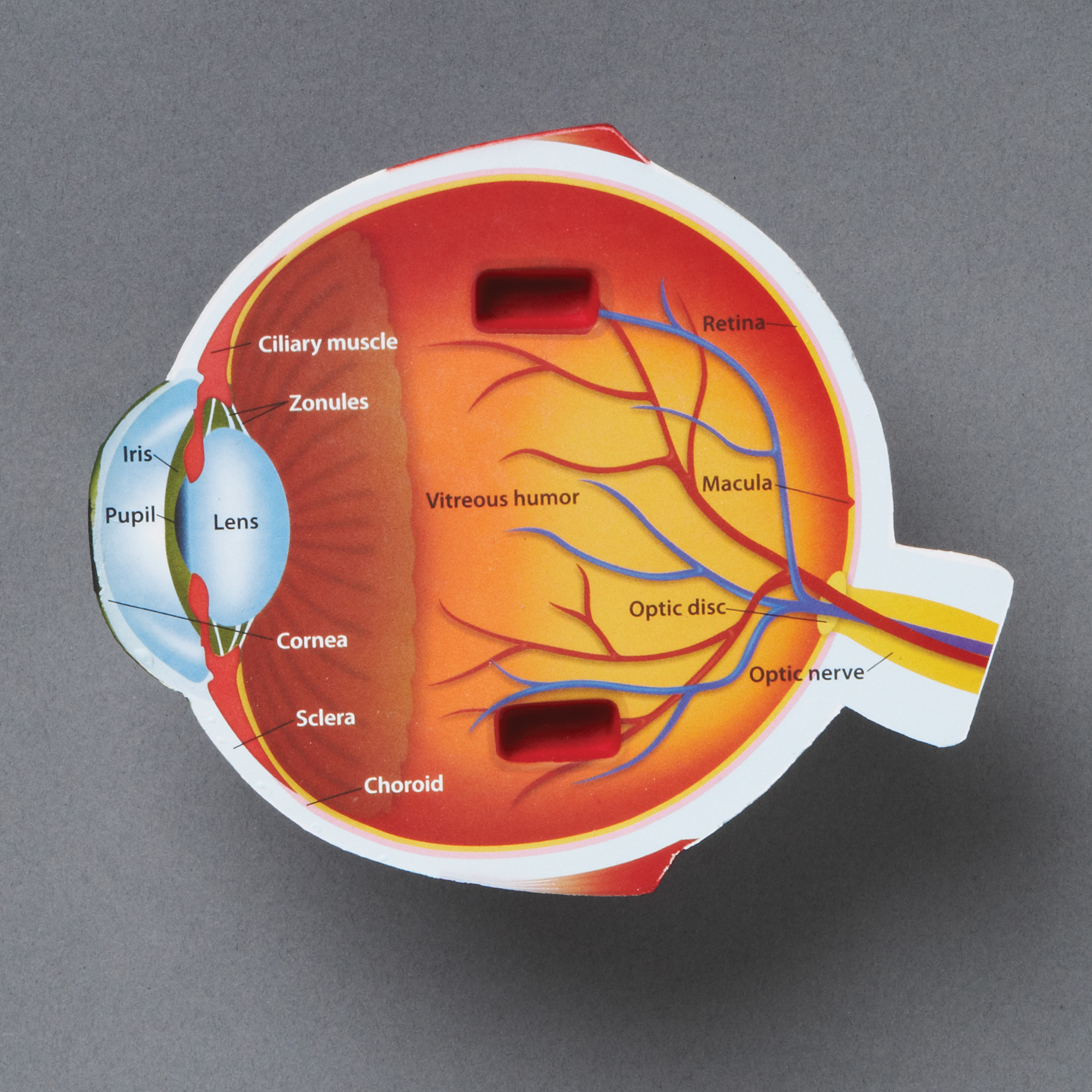 Beschriftetes anatomisches Modell eines Querschnitts des menschlichen Auges.