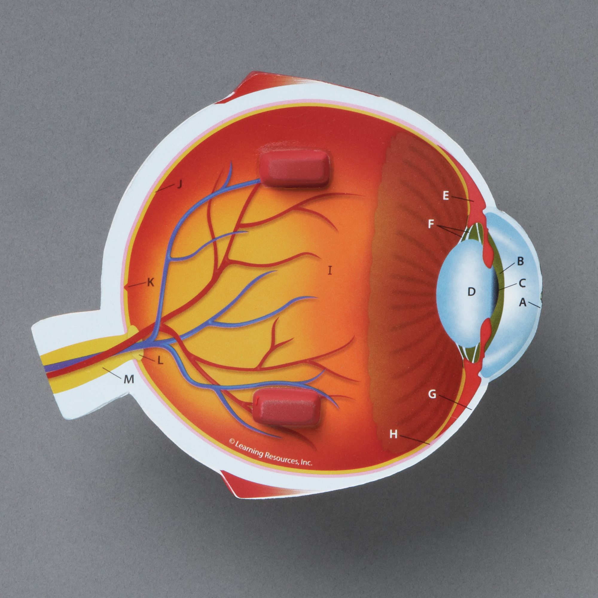 Ein anatomisches Modell eines querschnittsvergrößerten menschlichen Auges mit beschrifteten Teilen.