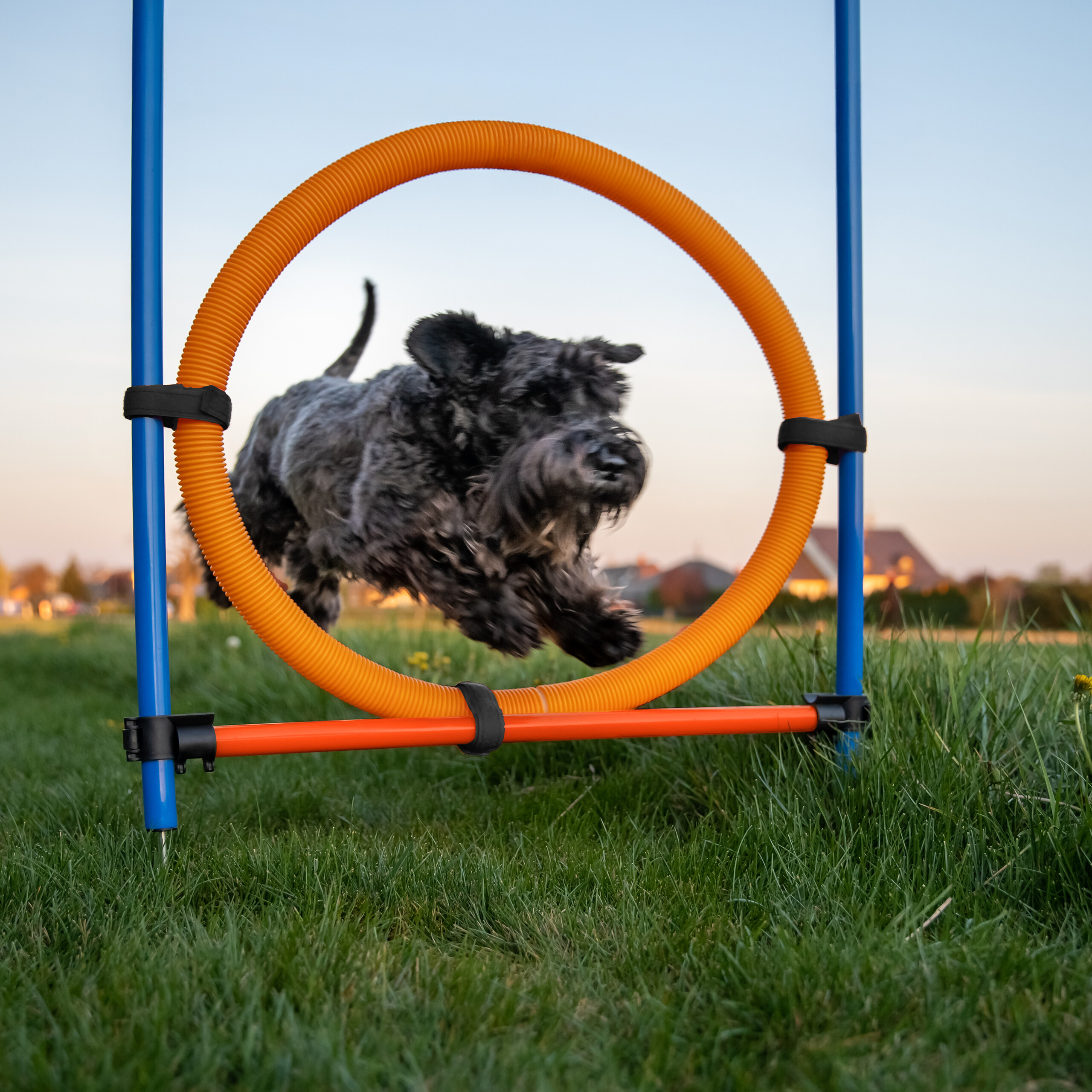 Ein grauer Hund springt im Freien durch einen orangen Agility-Reifen.