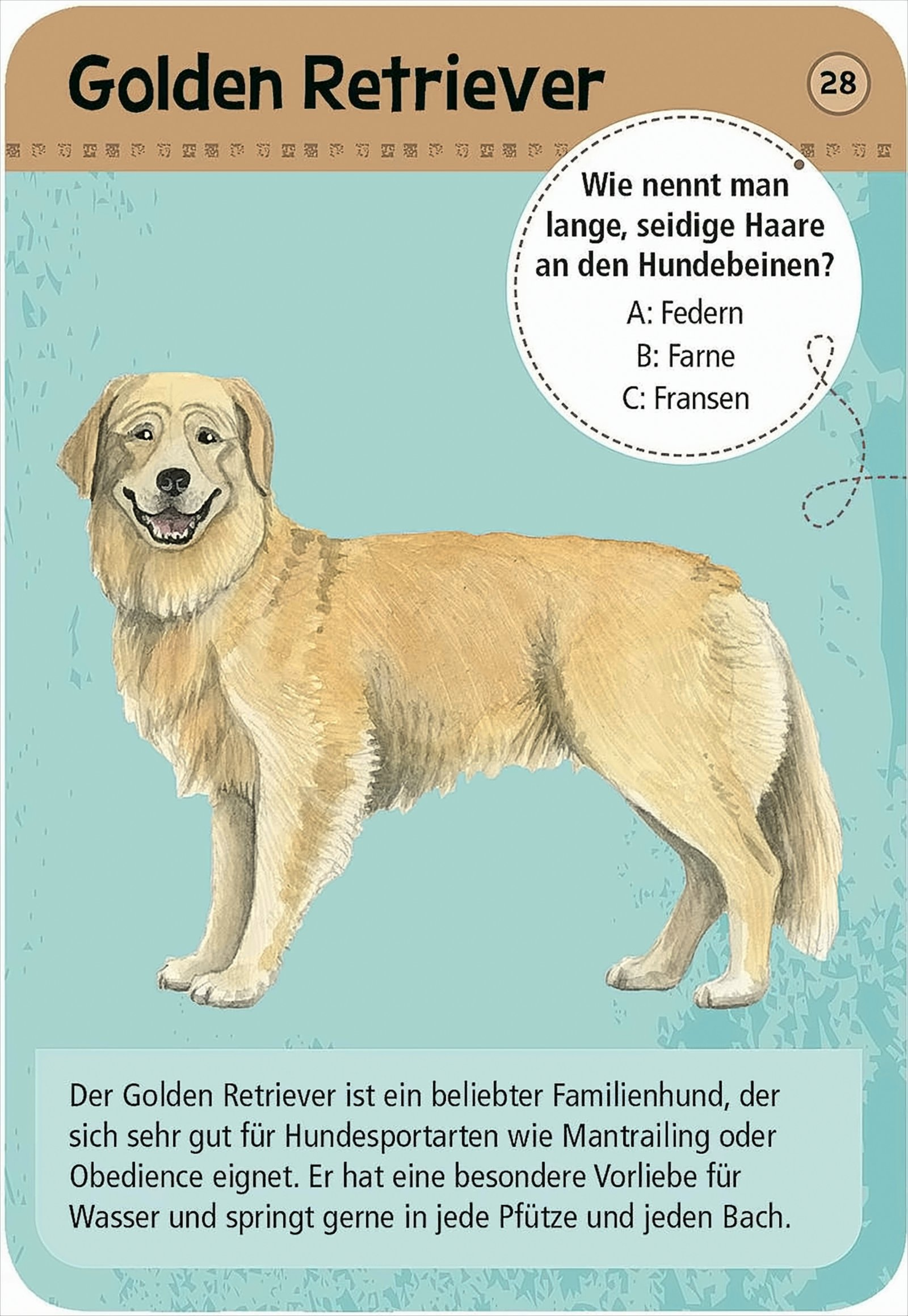Quizkarte zum Golden Retriever mit Illustration, Frage und Infotext vor blauem Hintergrund.