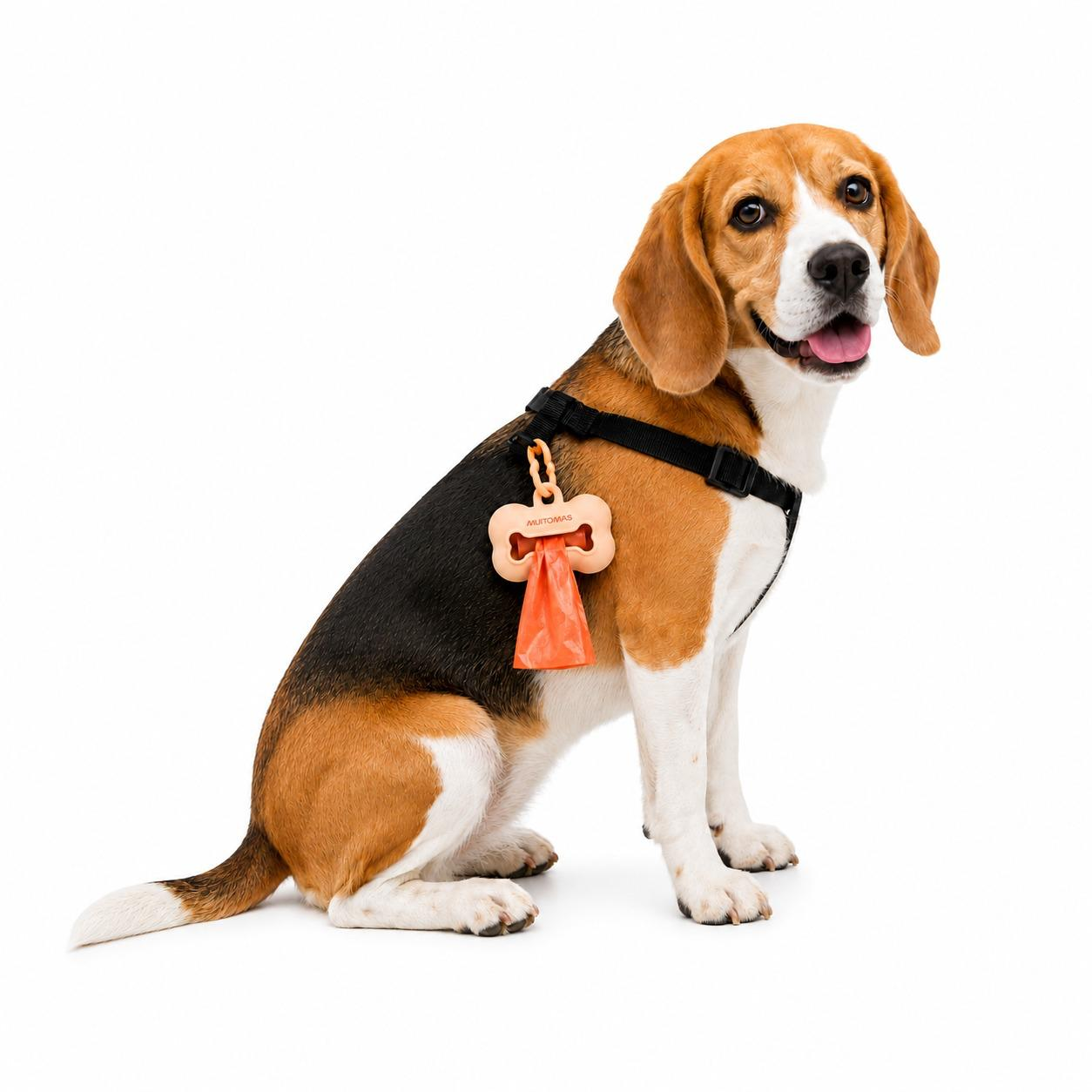Koşum takımı ve kemik şeklinde poşetlik giymiş bir beagle beyaz arka planda oturuyor.