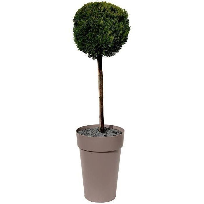 Ein geschnittener Kugelbaum in einem hohen grauen Pflanzgefäß vor weißem Hintergrund.