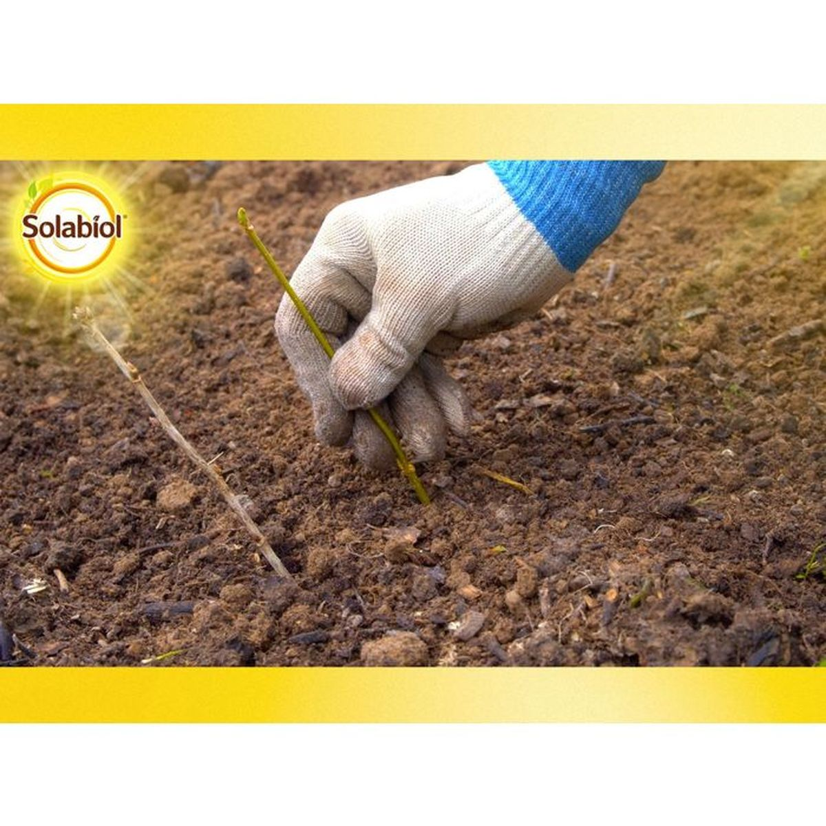 Eine Hand im Gartenhandschuh steckt einen kleinen grünen Zweig in die Erde.