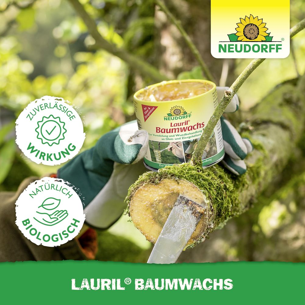 Gergärtnete Hände tragen Neudorff Lauril Baumwachs auf einen abgeschnittenen Ast auf.