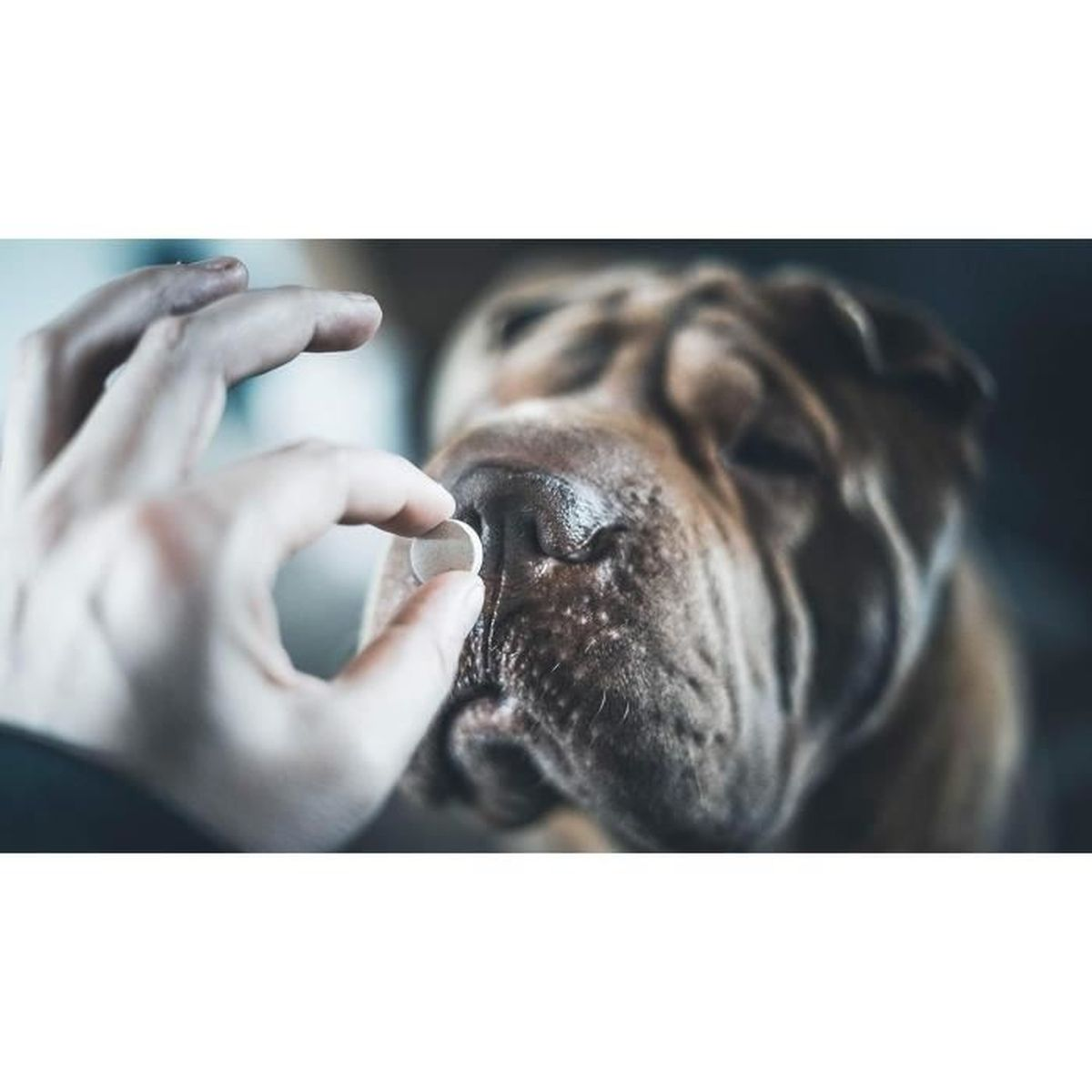 Eine Hand hält eine weiße Pille vor die Schnauze eines braunen Hundes.