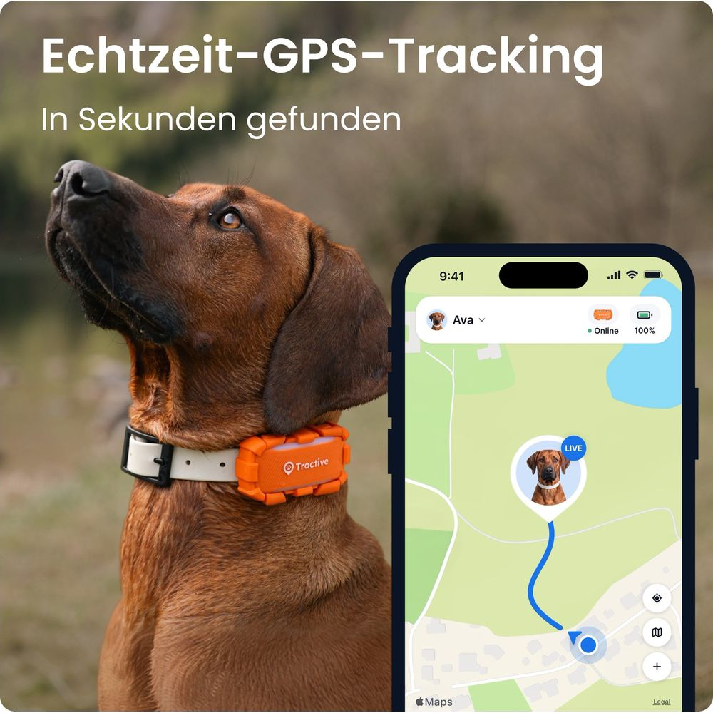 Un chien marron avec un collier GPS orange à côté d'un smartphone affichant une appli de suivi.