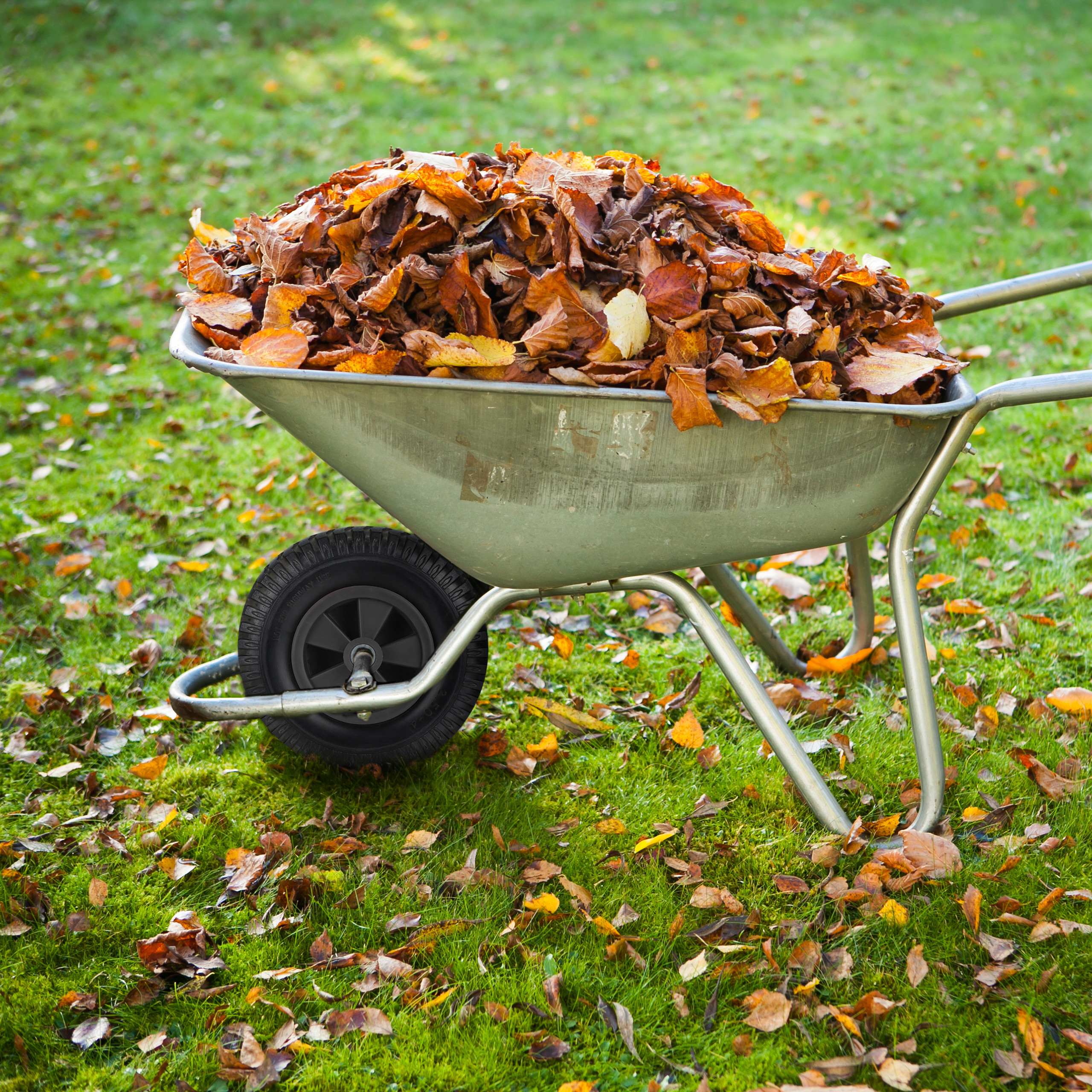 Eine Schubkarre voller herbstlicher Blätter auf einem grünen Rasen.