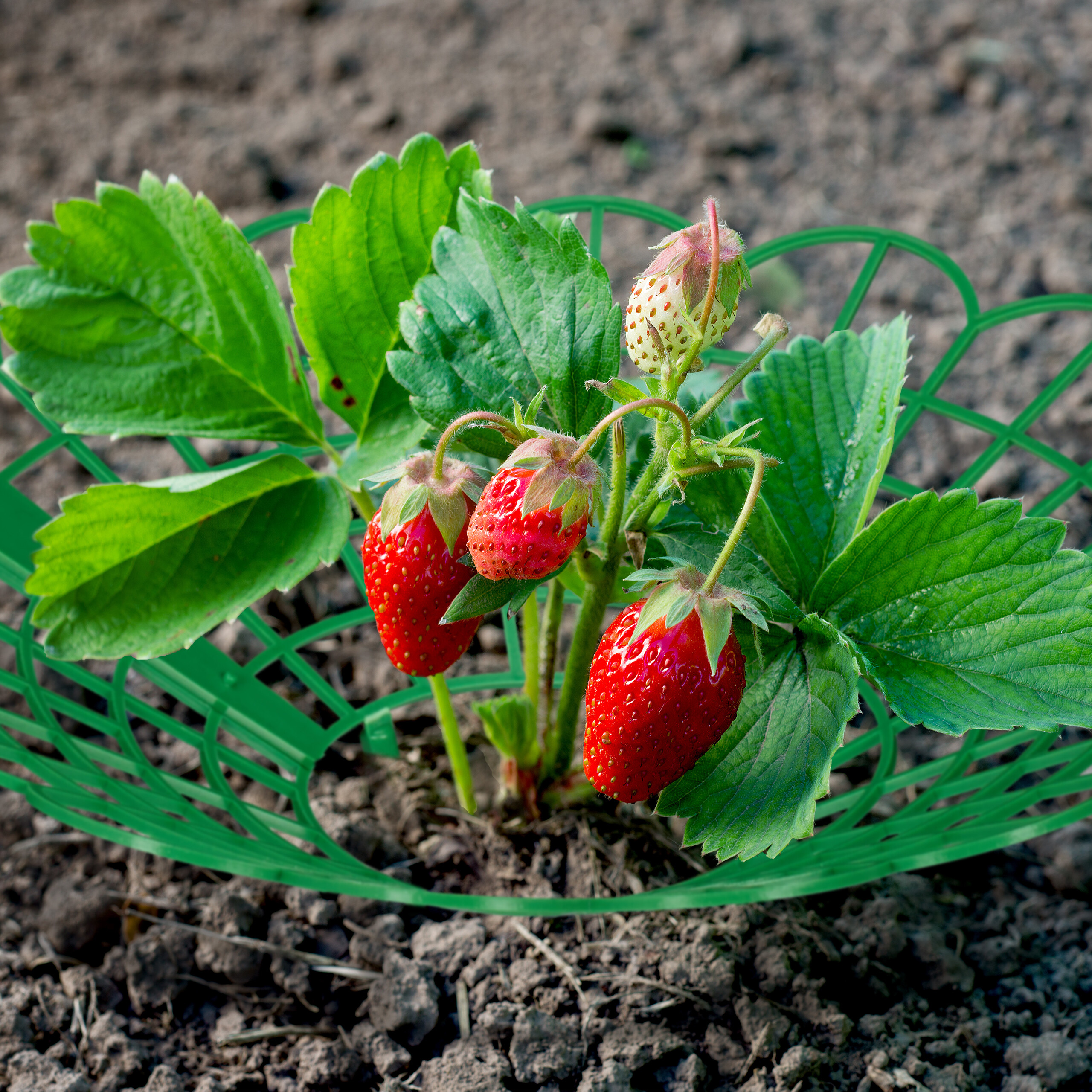 Erdbeerpflanze mit roten Beeren auf brauner Erde, umgeben von einem grünen Schutzgitter.