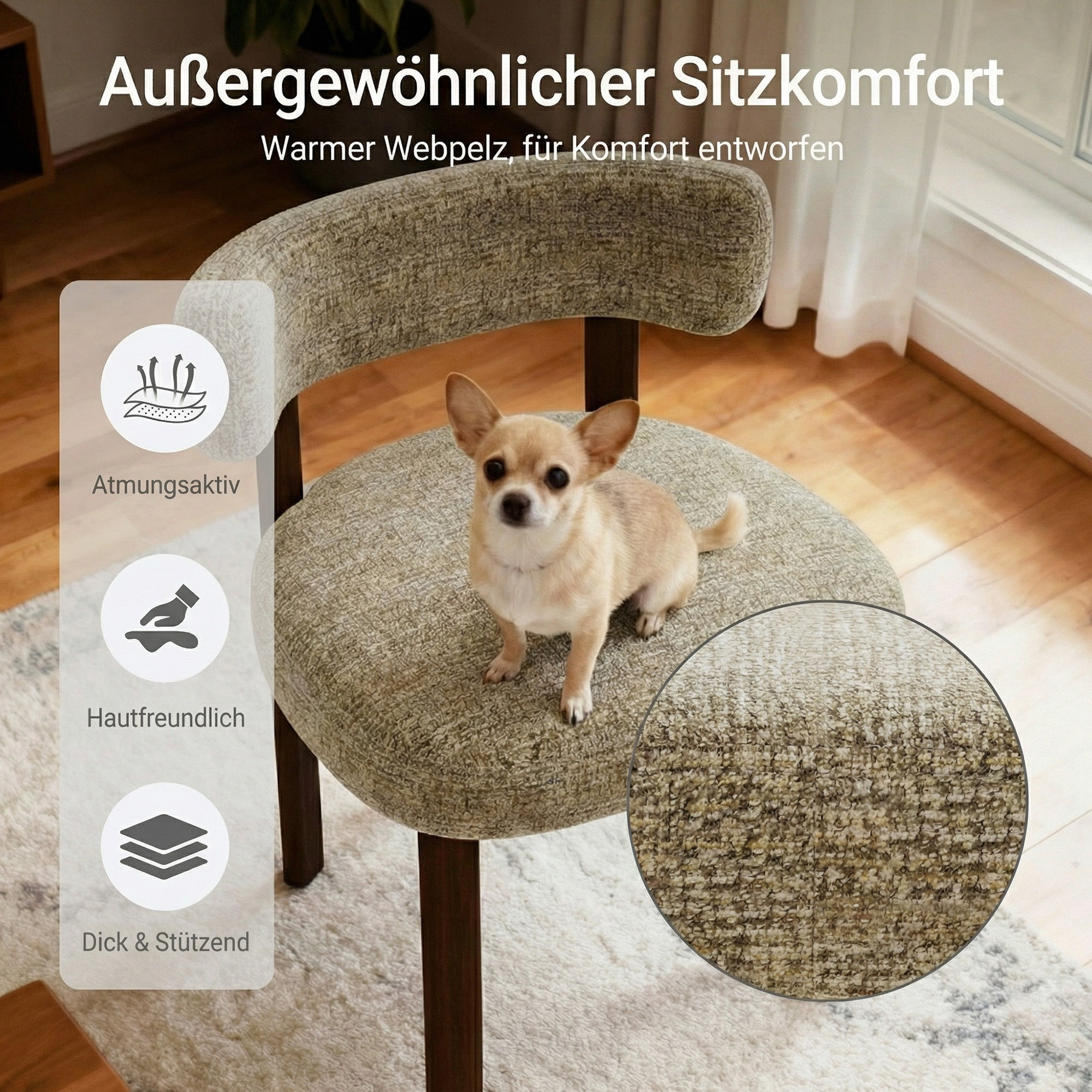 Piccolo chihuahua siede su una moderna sedia imbottita grigio-verde in una stanza luminosa.