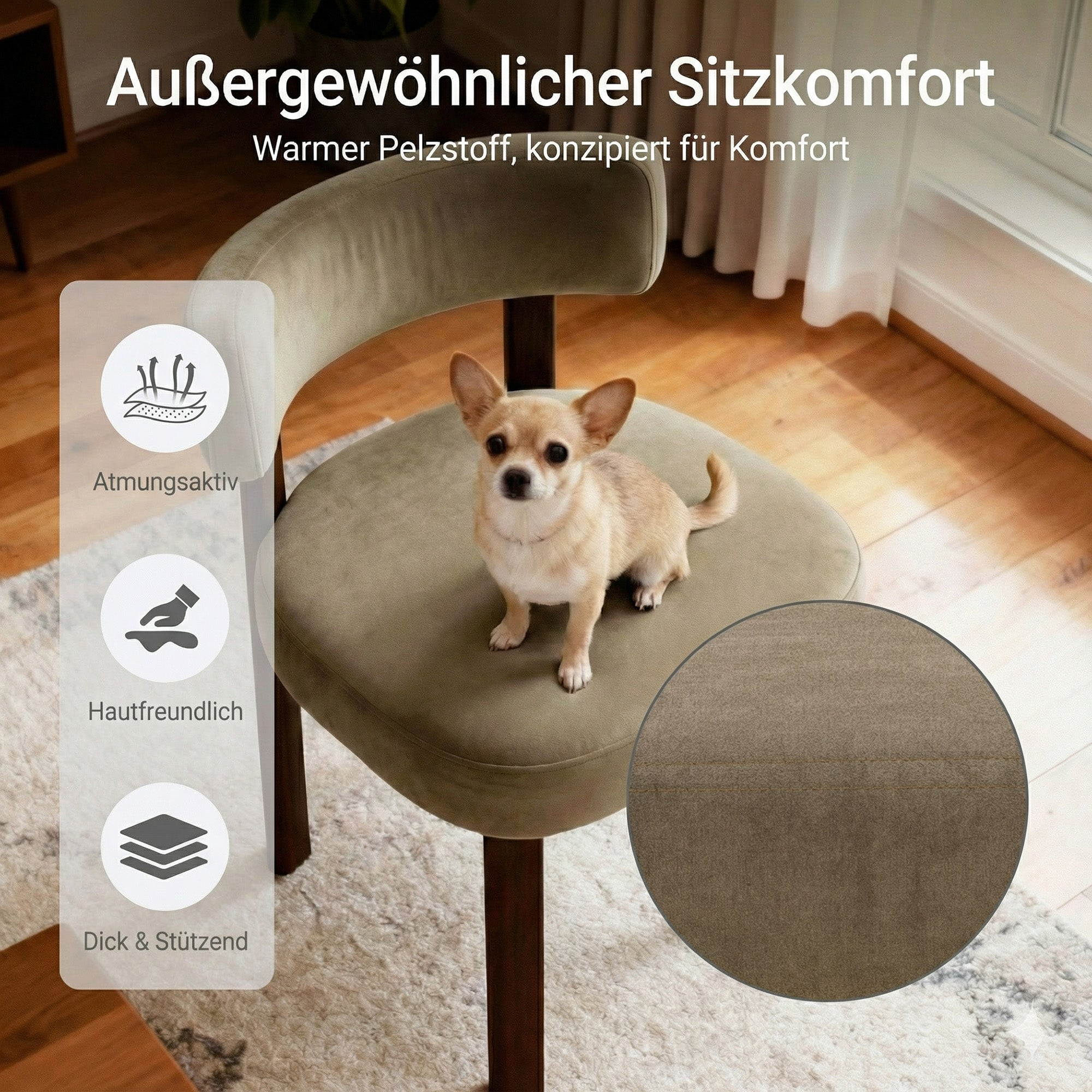 Ein kleiner Chihuahua sitzt auf einem modernen, grünen Samtstuhl in einem hellen Zimmer.