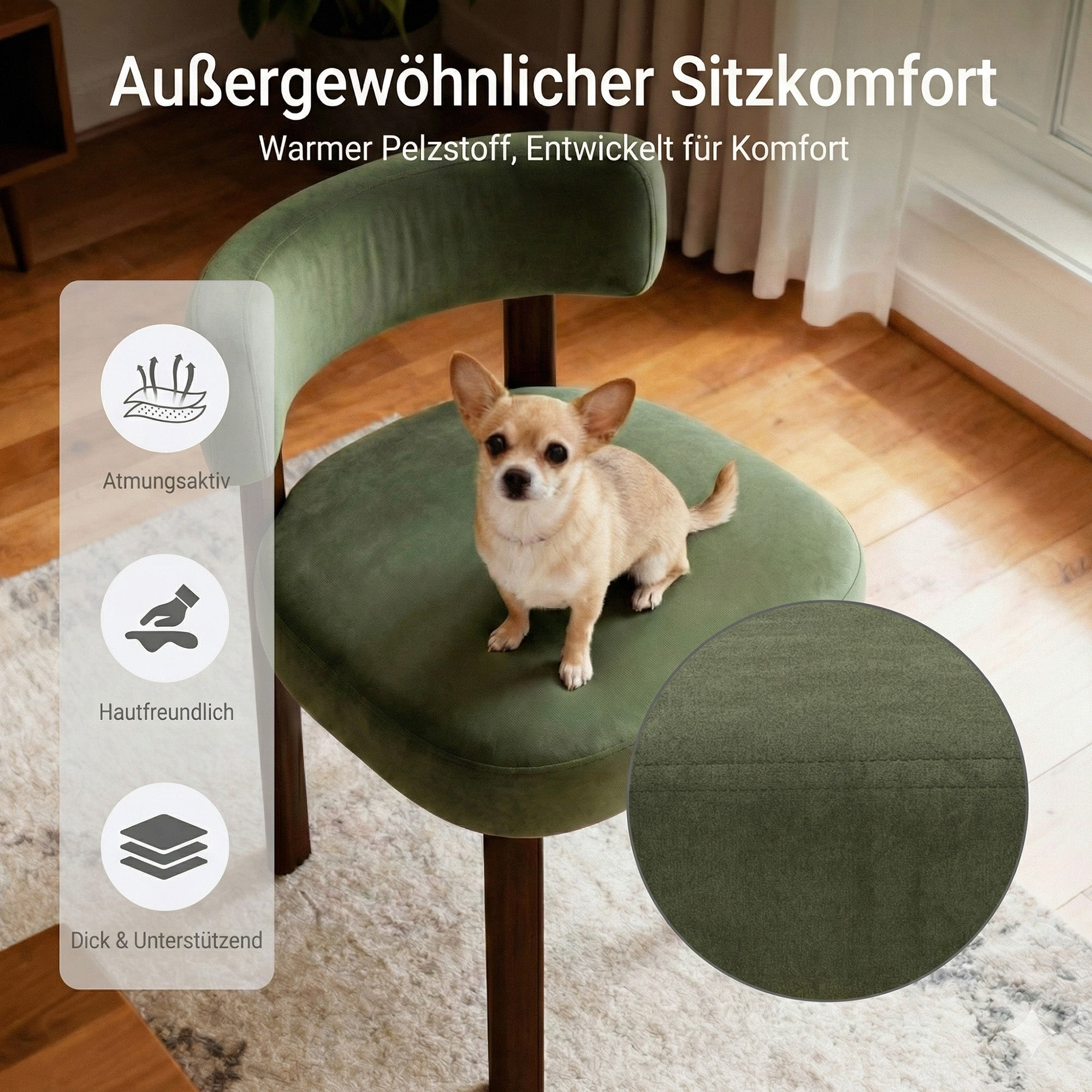 Kleiner Chihuahua sitzt auf einem grünen Samtstuhl in einem hellen Zimmer.