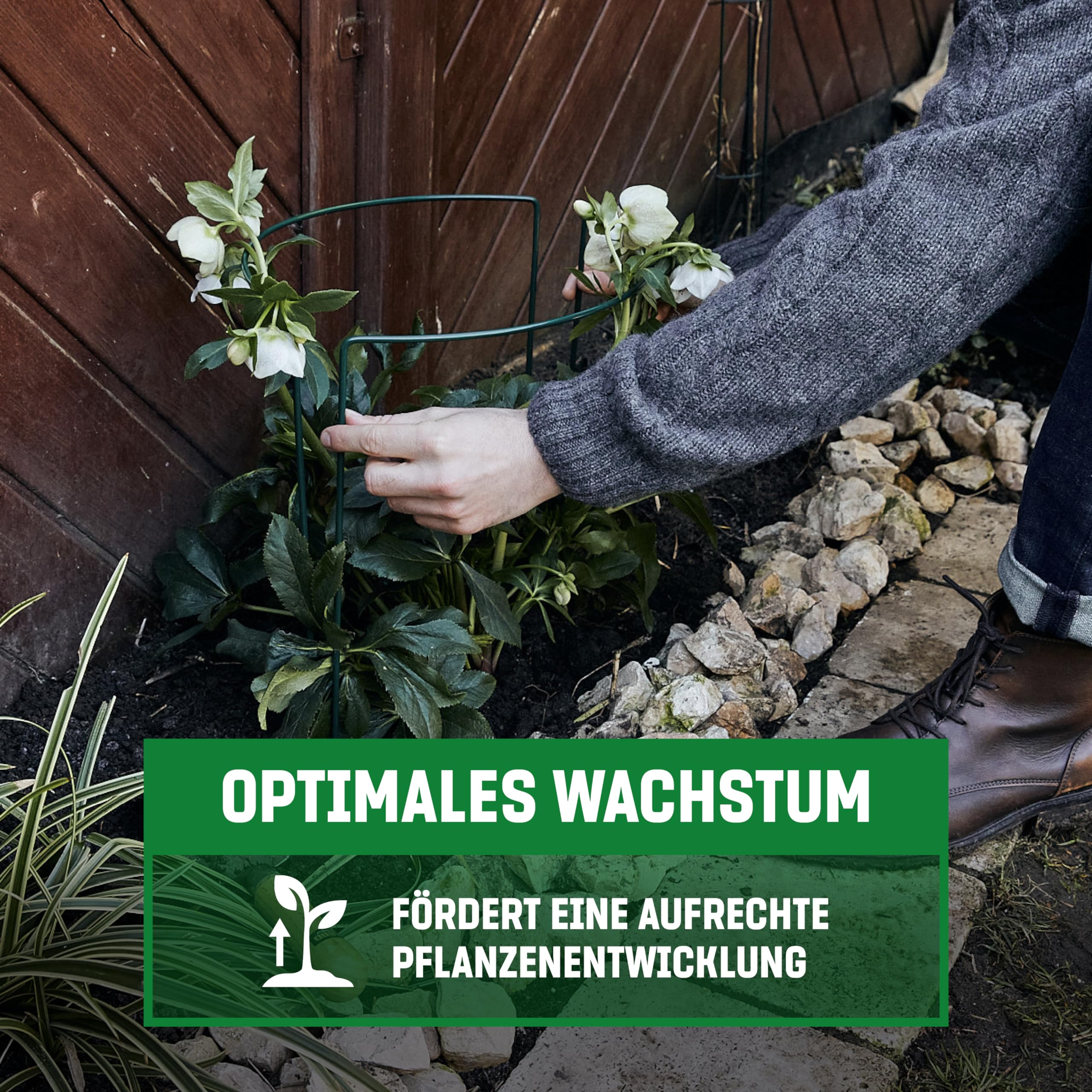 Person stellt eine grüne Pflanzenstütze über weiße Christrosen im Gartenbett auf.