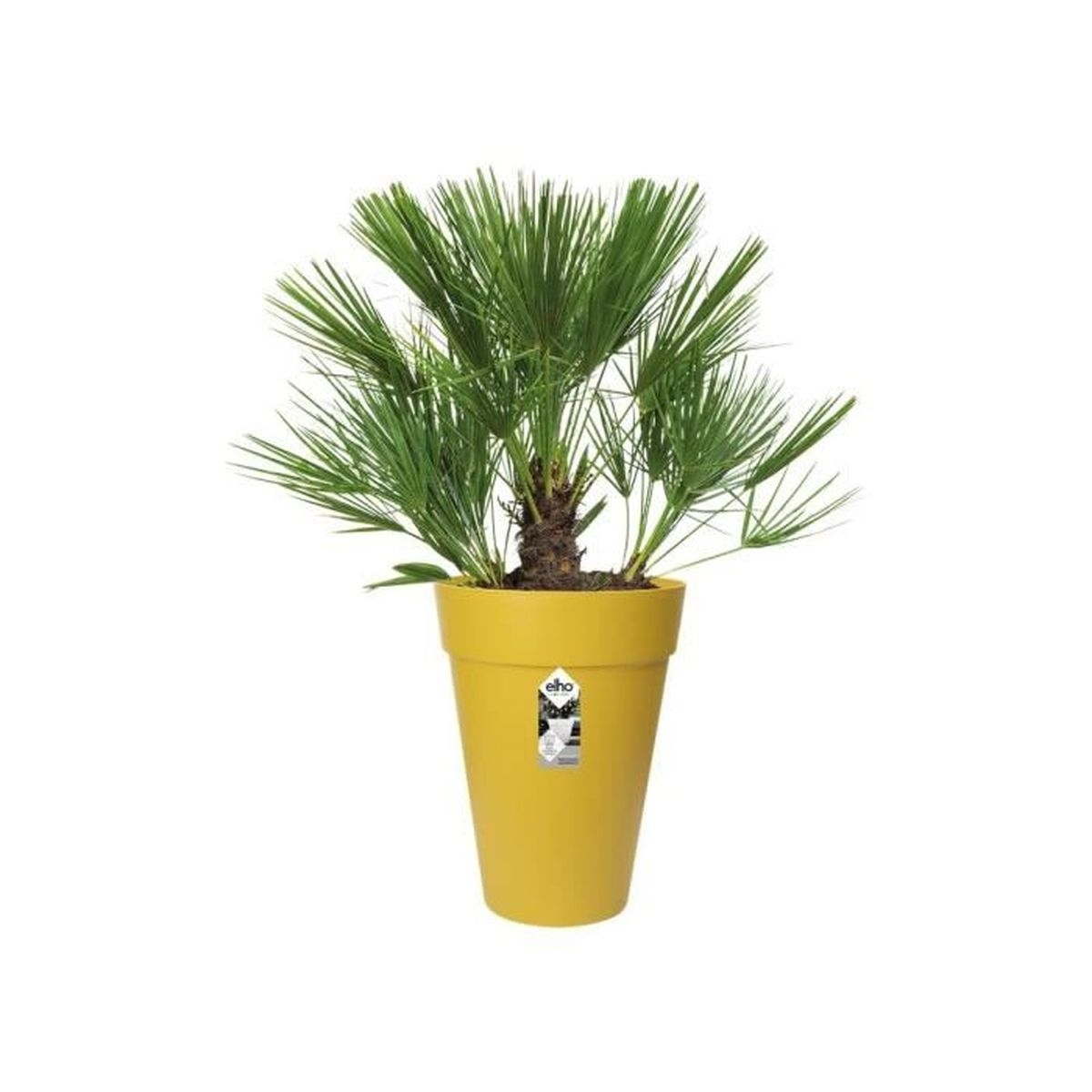 Eine grüne Fächerpalme steht in einem gelben Elho-Blumentopf auf weißem Hintergrund.
