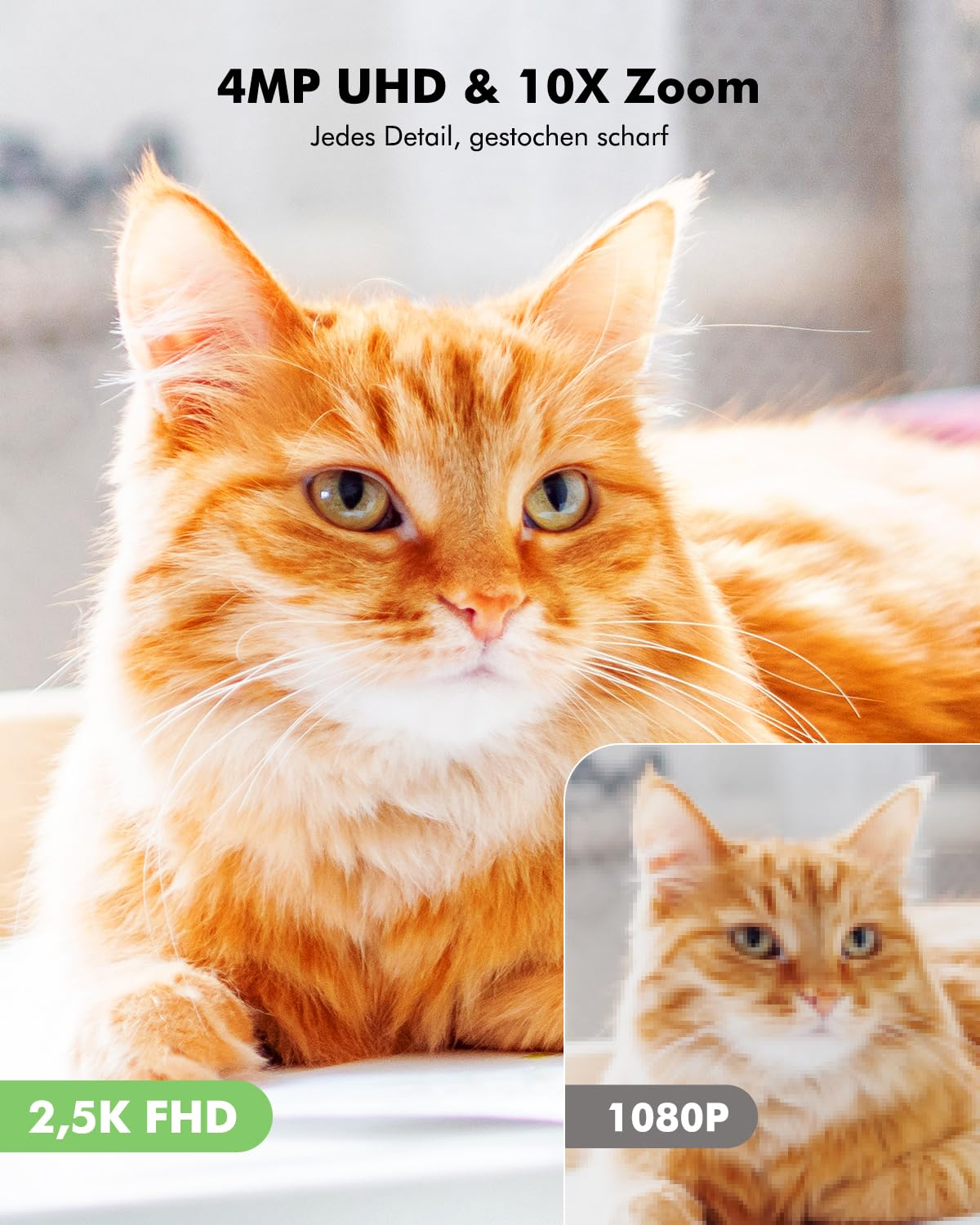 Confronto tra un gatto arancione nitido in 4K e un'immagine sfocata a 1080P.