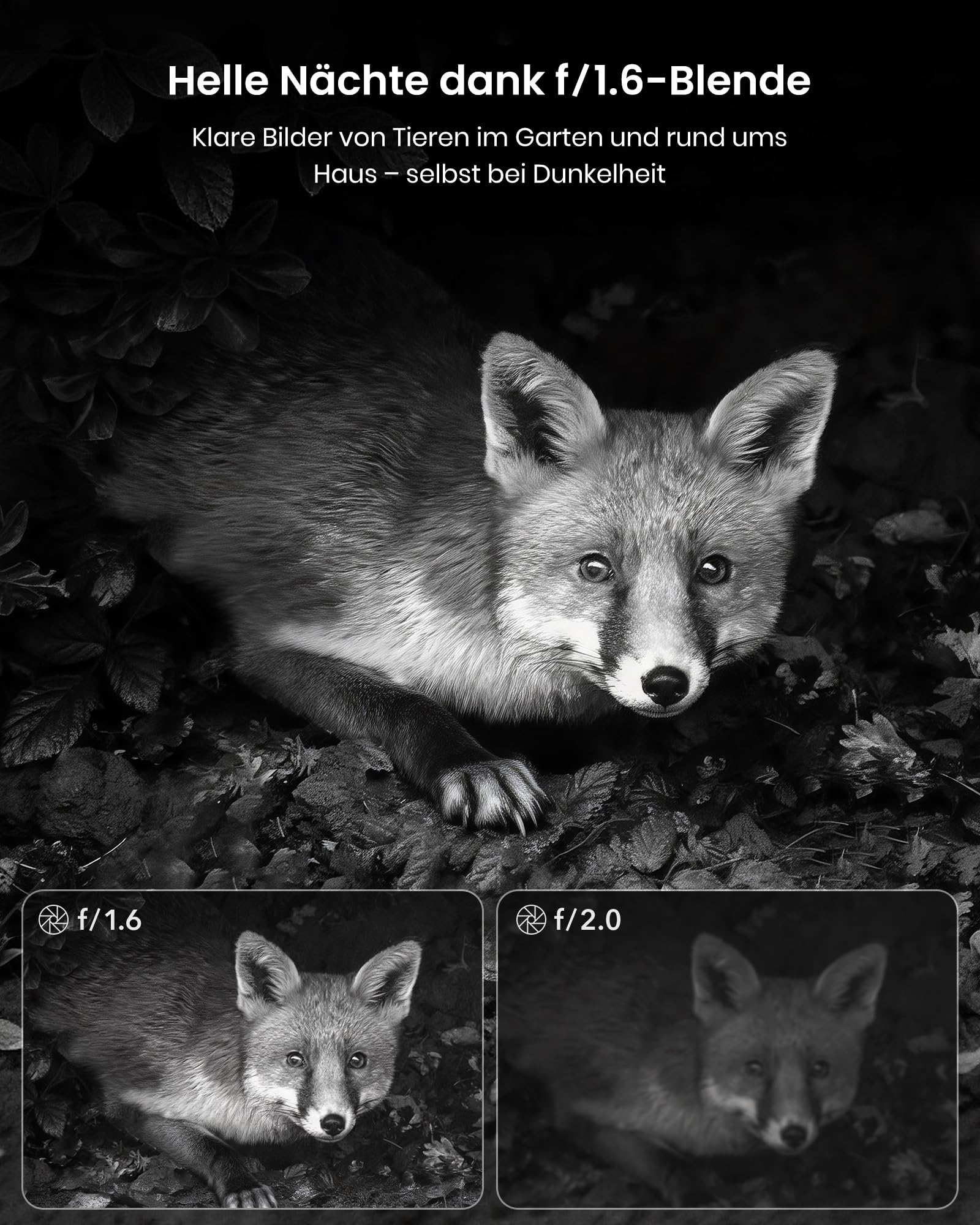 Schwarz-Weiß-Vergleichsbild eines Fuchses bei Nacht, das die Helligkeit bei Blende f/1.6 im Vergleich zu f/2.0 zeigt.