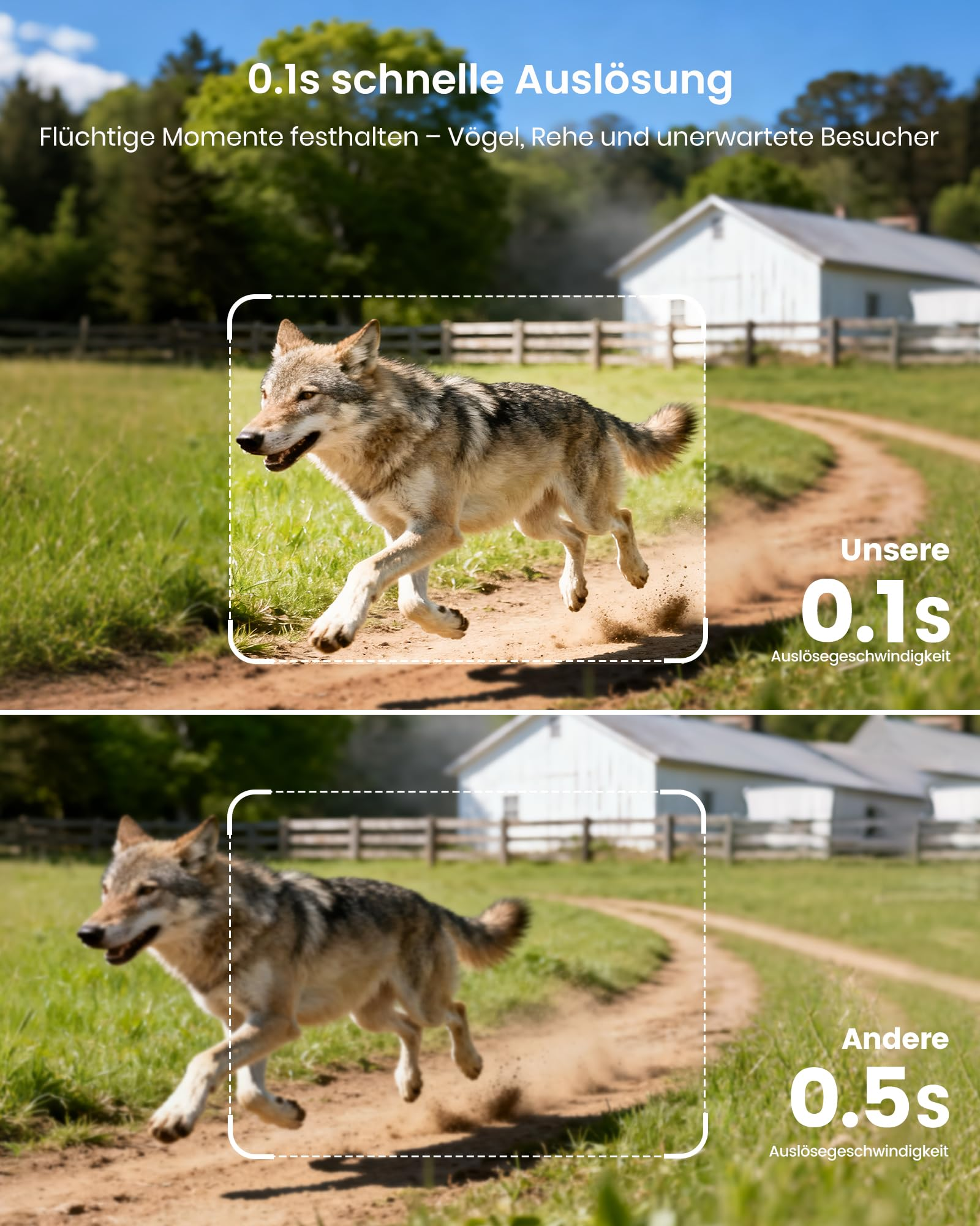 Vergleich zweier Kameras: Eine fängt den laufenden Wolf scharf ein (0.1s), die andere unscharf (0.5s).