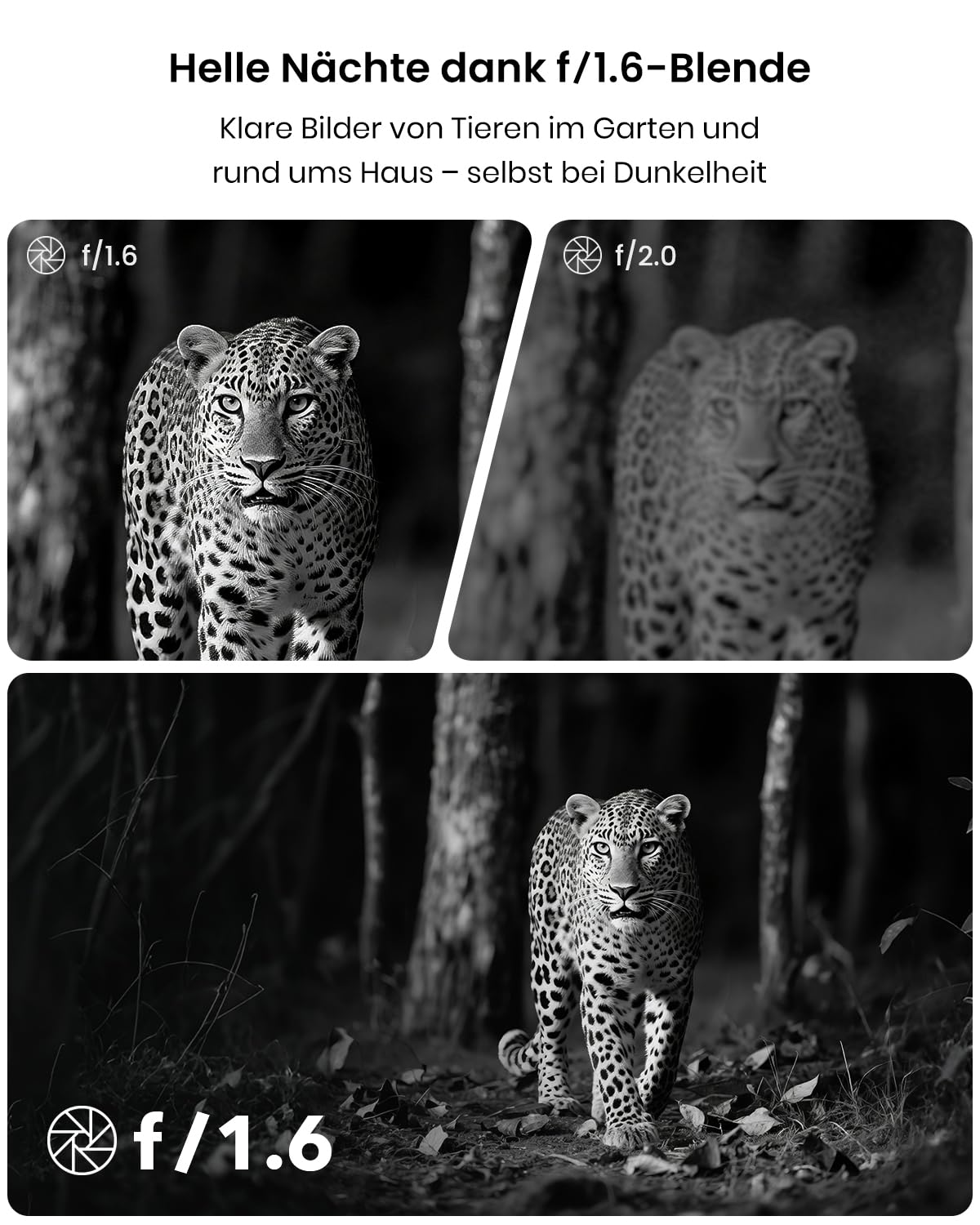 Confronto di foto notturne di animali con aperture f/1.6 e f/2.0 con un leopardo.