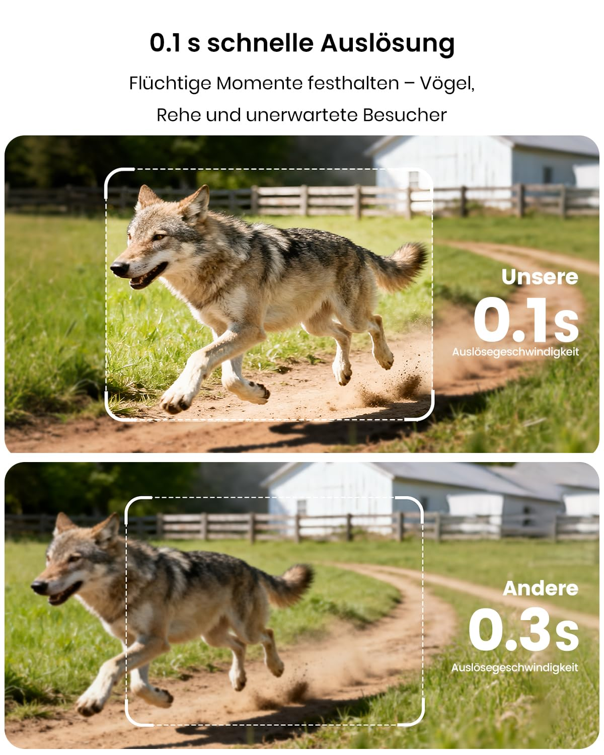 Confronto tra velocità di scatto di 0,1s e 0,3s con un lupo che corre su un sentiero sterrato.