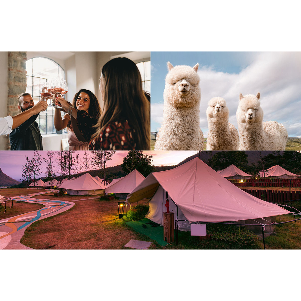 Eine Collage zeigt Freunde beim Anstoßen mit Wein, drei flauschige weiße Alpakas und einen malerischen Campingplatz.