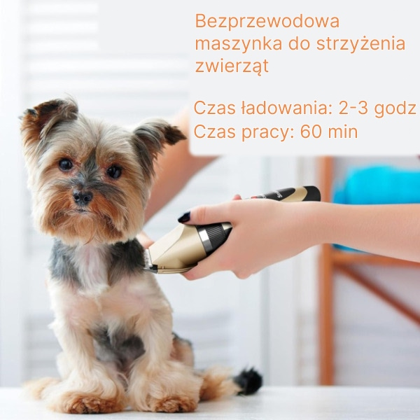 Osoba przycina sierść małego yorka za pomocą złotej maszynki do strzyżenia.