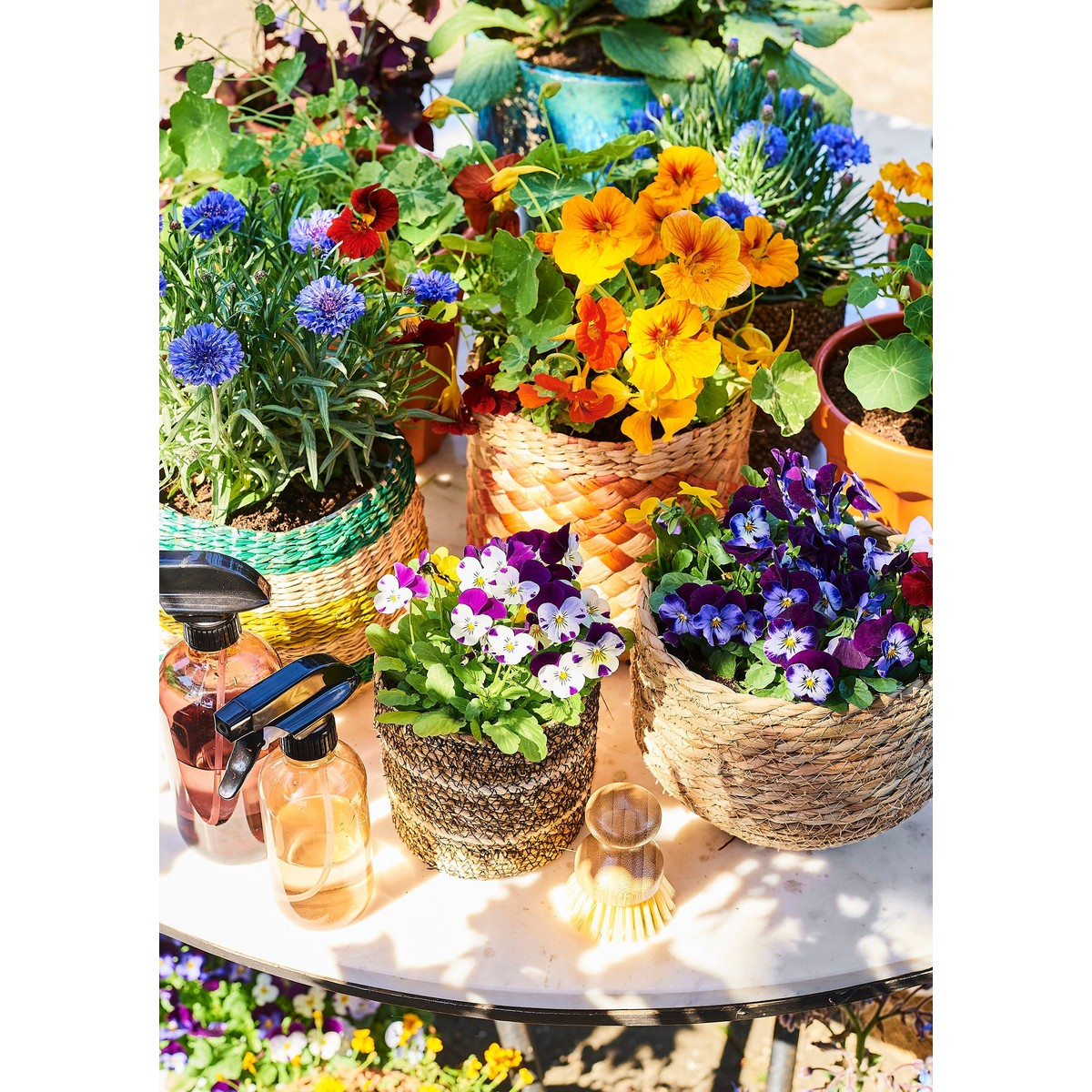 Bunt bepflanzte Töpfe mit Blumen, Sprühflaschen und einer Bürste auf einem Tisch.