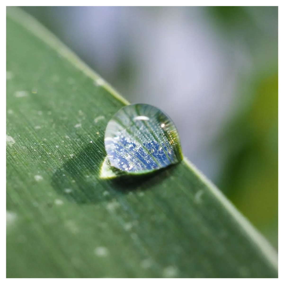 Ein großer Wassertropfen auf einem grünen Blatt mit verschwommenem Hintergrund.