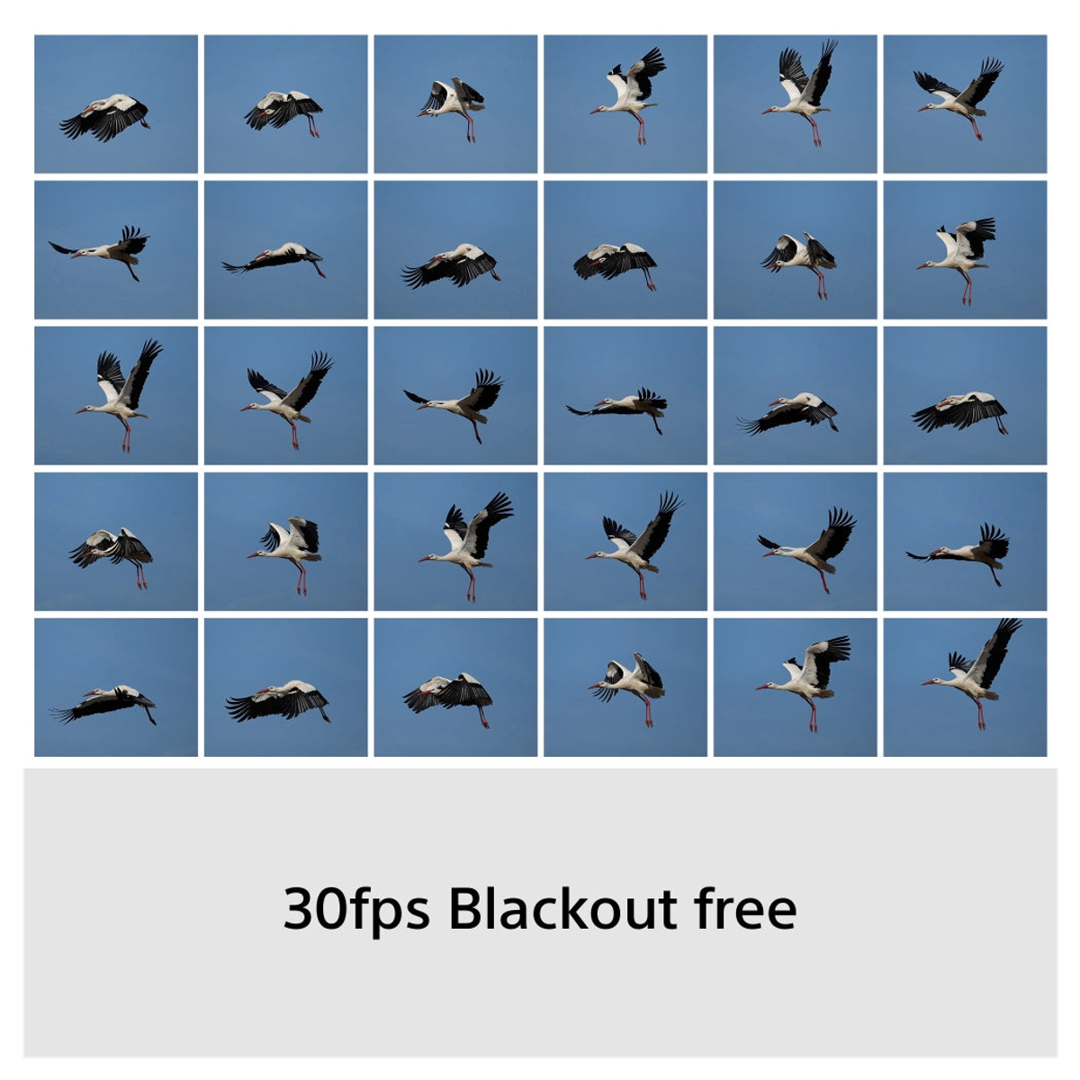 Grid of 30 images showing a flying stork against blue sky, text 30fps Blackout free at bottom.