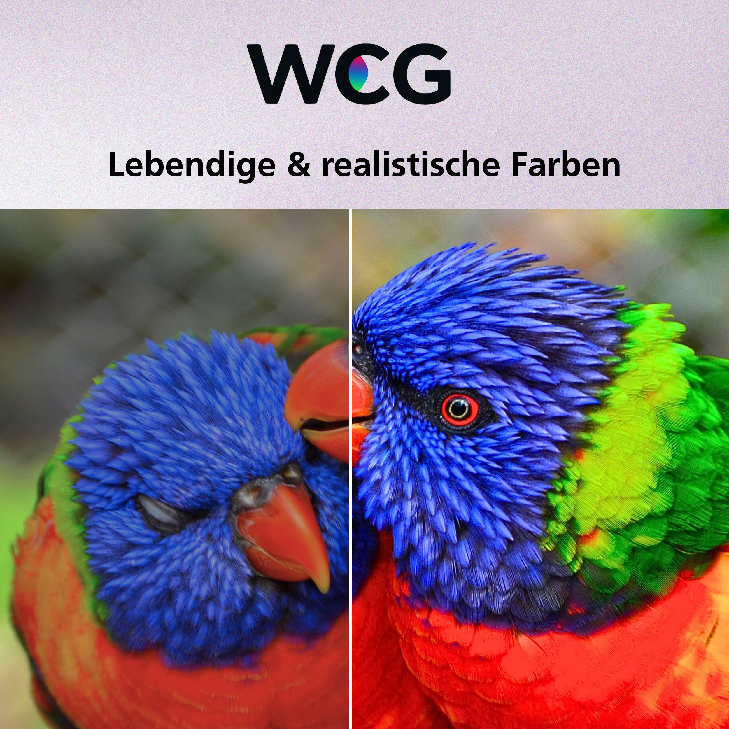 Vergleich zweier Papageienbilder zeigt lebendige und realistische Farben durch WCG.