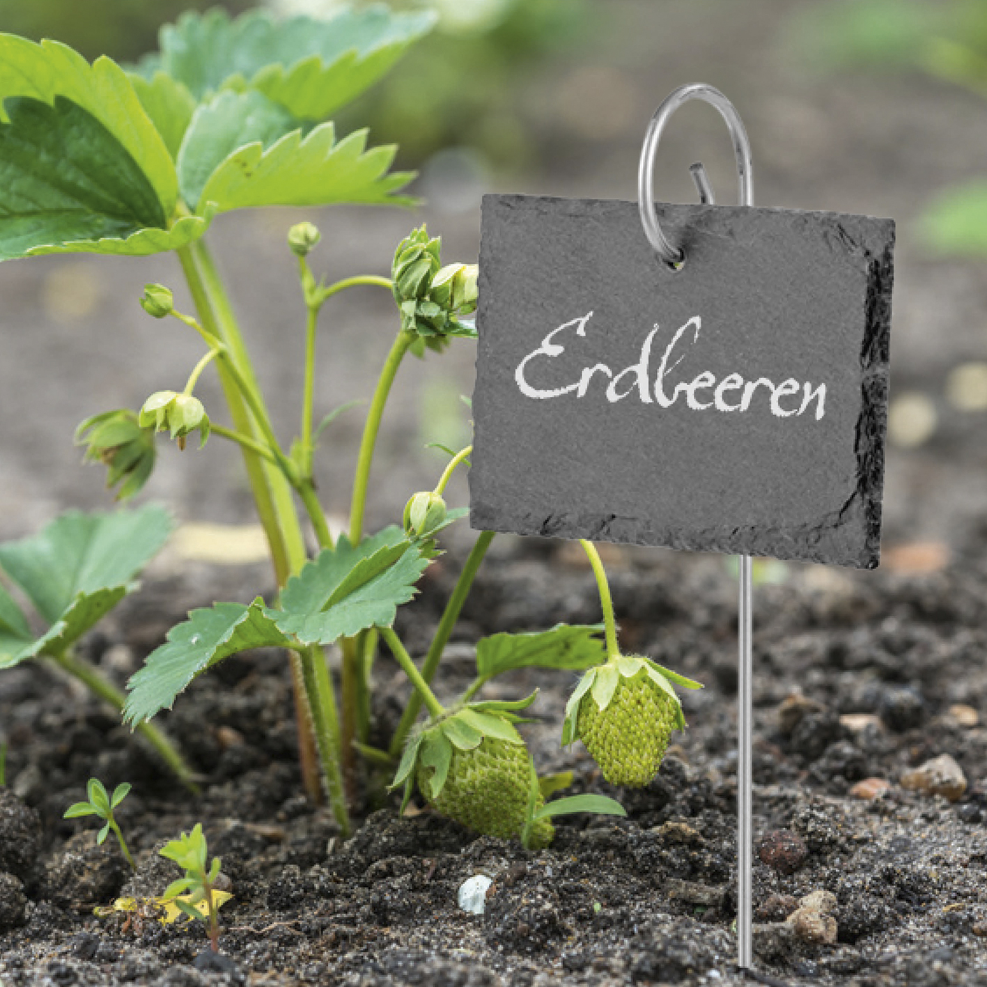 Nahaufnahme einer Erdbeerpflanze mit einem Schild mit der Aufschrift Erdbeeren.