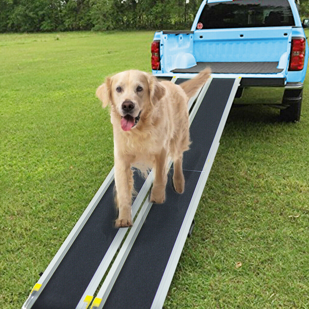 Ein Golden Retriever läuft eine Rampe hinunter in einen blauen Pickup. Grüner Rasen im Hintergrund.