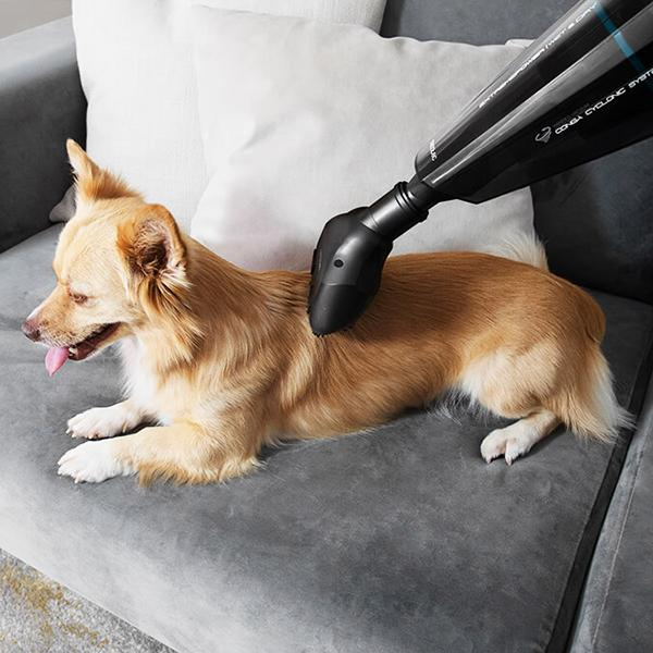 Chien séché avec un sèche-linge. Le sèche-linge est noir et le chien est brun clair.