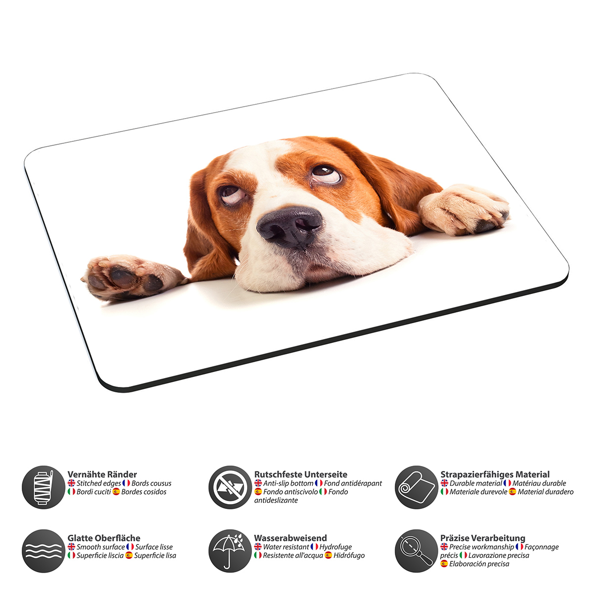 Beagle-Hund schaut über eine weiße Oberfläche. Der Hund hat braunes und weißes Fell.