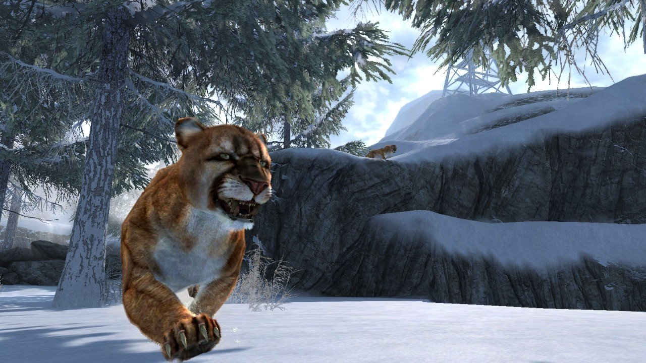 Ein Puma läuft im Schnee, ein anderer auf einem Hang im Hintergrund, unter Bäumen.