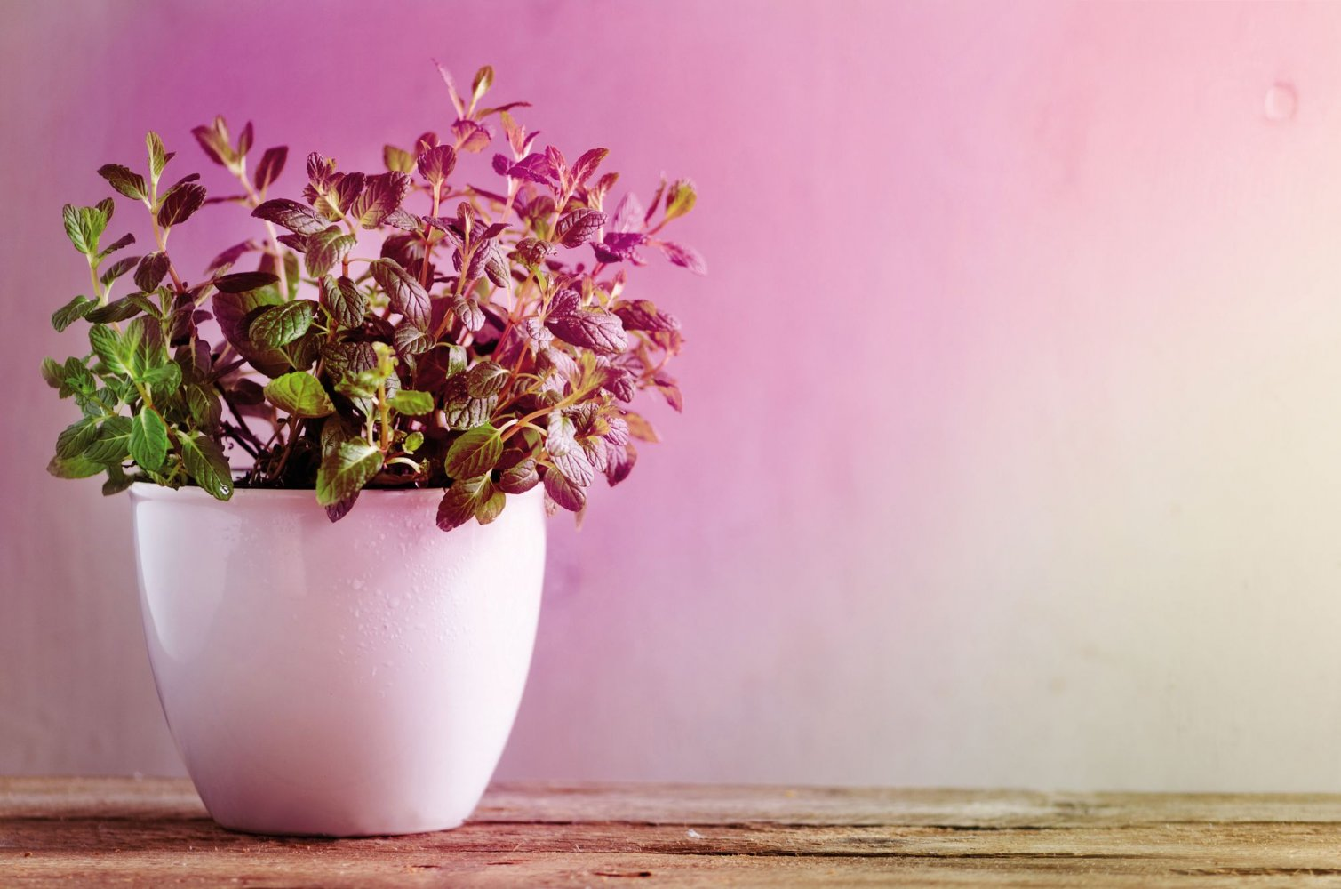 Biała doniczka z roślinami. Różowe i żółte tło. Drewniana powierzchnia.